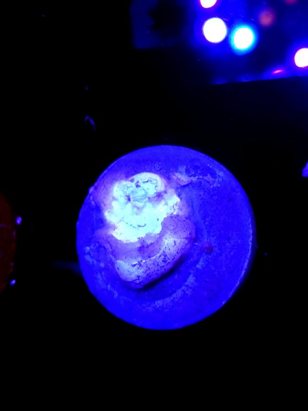 SBB "Dragon Punch" Acro Large Multibranch Colony