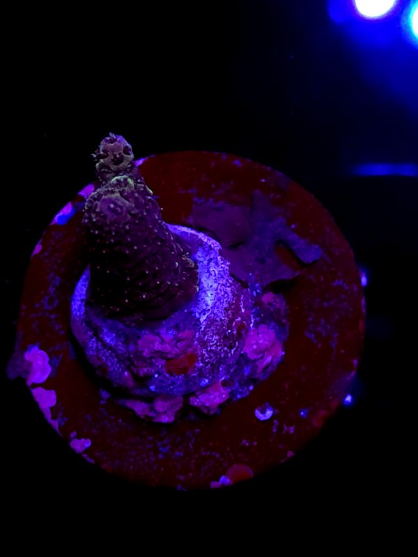 SBB "Solar Fuzz" Acro Small Colony