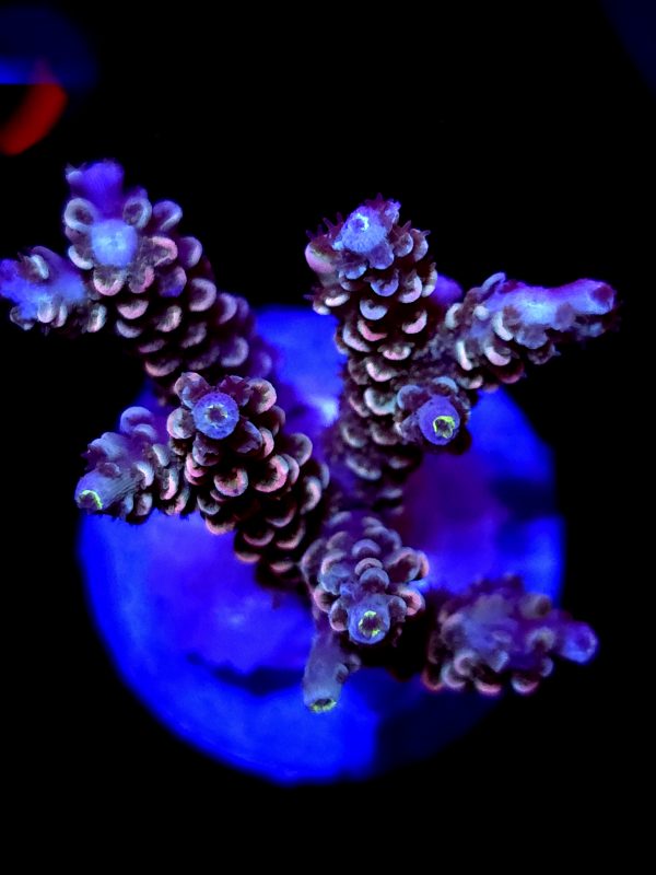 SBB "Gum Drop Blow" Acro Medium Multibranch Colony