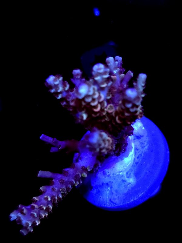 SBB "Gum Drop Blow" Acro Large Multibranch Colony