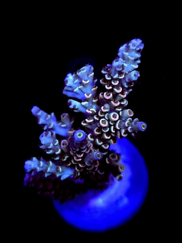 SBB "Mystery Signature" Acro Large Multibranch Colony