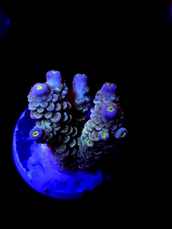SBB "Mystery Signature" Acro Large 2 Branch Colony