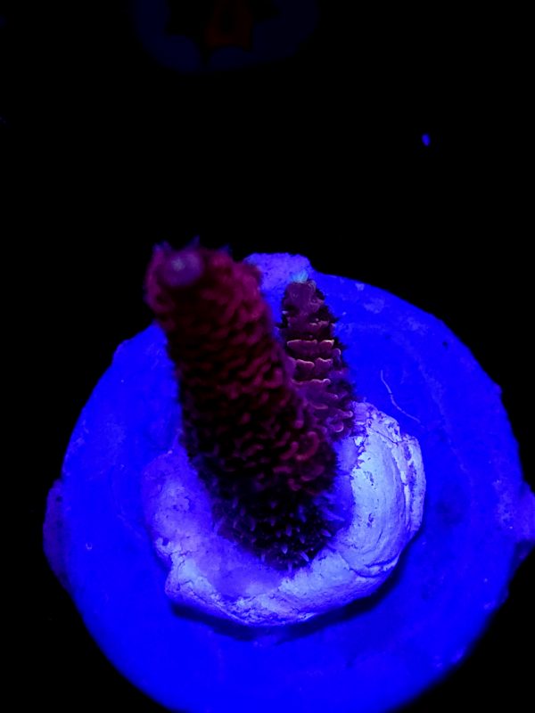 SBB "Snow Cone" Acro Medium Mini Colony