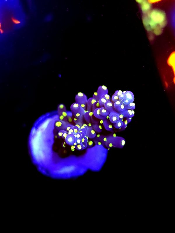 SBB "Light Saber" Acro Large Branch