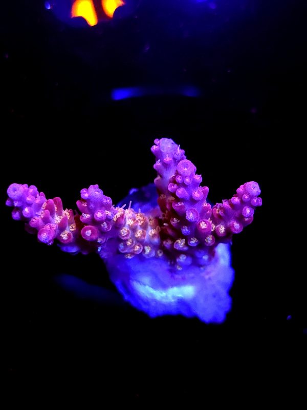 SBB "Pink Teddy Bear" Acro Medium Multibranch