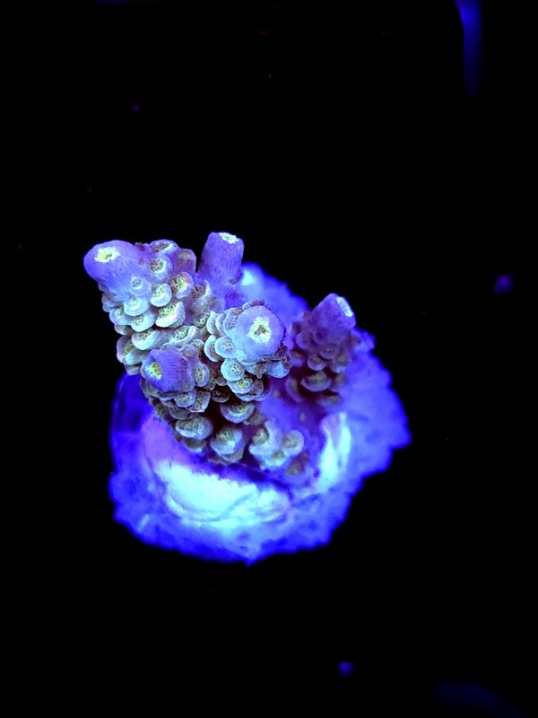 SBB "Dream Bear" Acro Medium 2 Branch