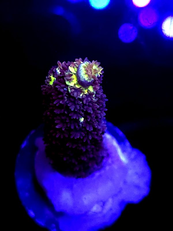 SBB "Bk Chem Frootloops" Acro Medium Branch