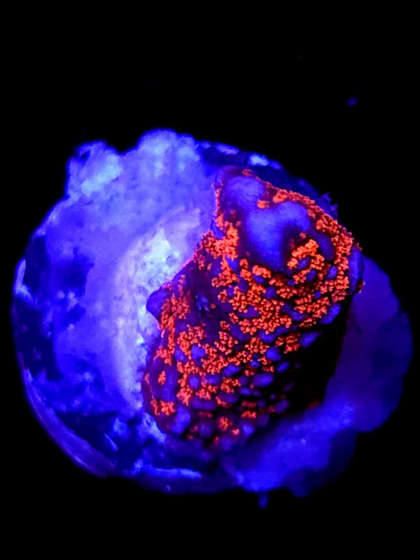SBB "Bubble Digi" Acro Small Branch