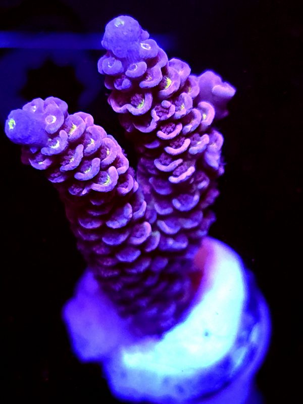 SBB "Bubble Gum Panda" Acro Large Branch