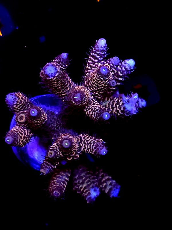 SBB "Shadow Blade" Acro Xlarge Multibranch Colony