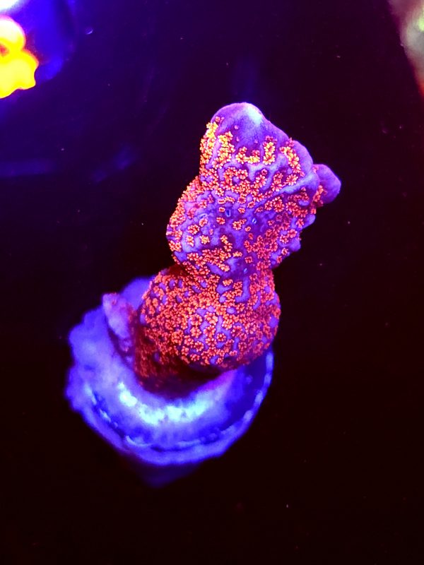 SBB "Bubble Digi" Acro Medium Branch