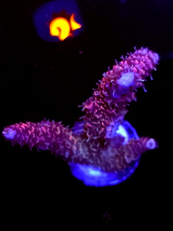 SBB "Solar Lava" Acro Medium 3 Branch