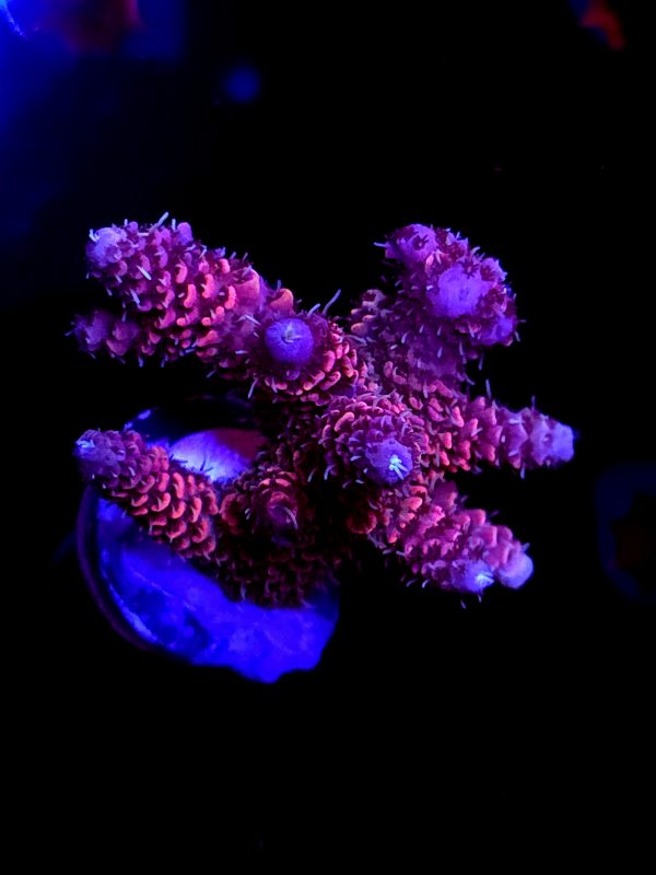 SBB "Solar Lava" Acro Medium Multibranch