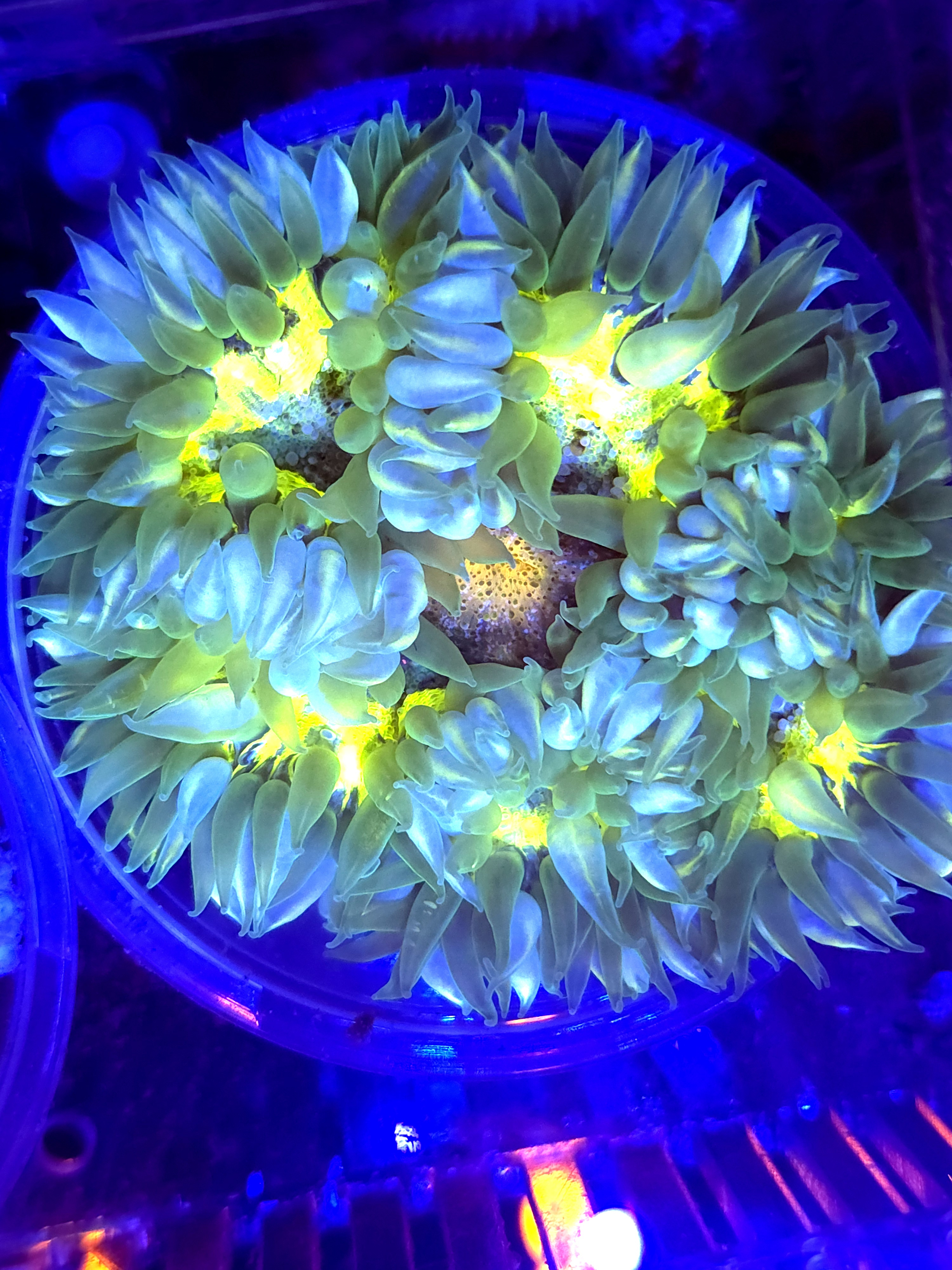 SBB yellow Center Rock Flower