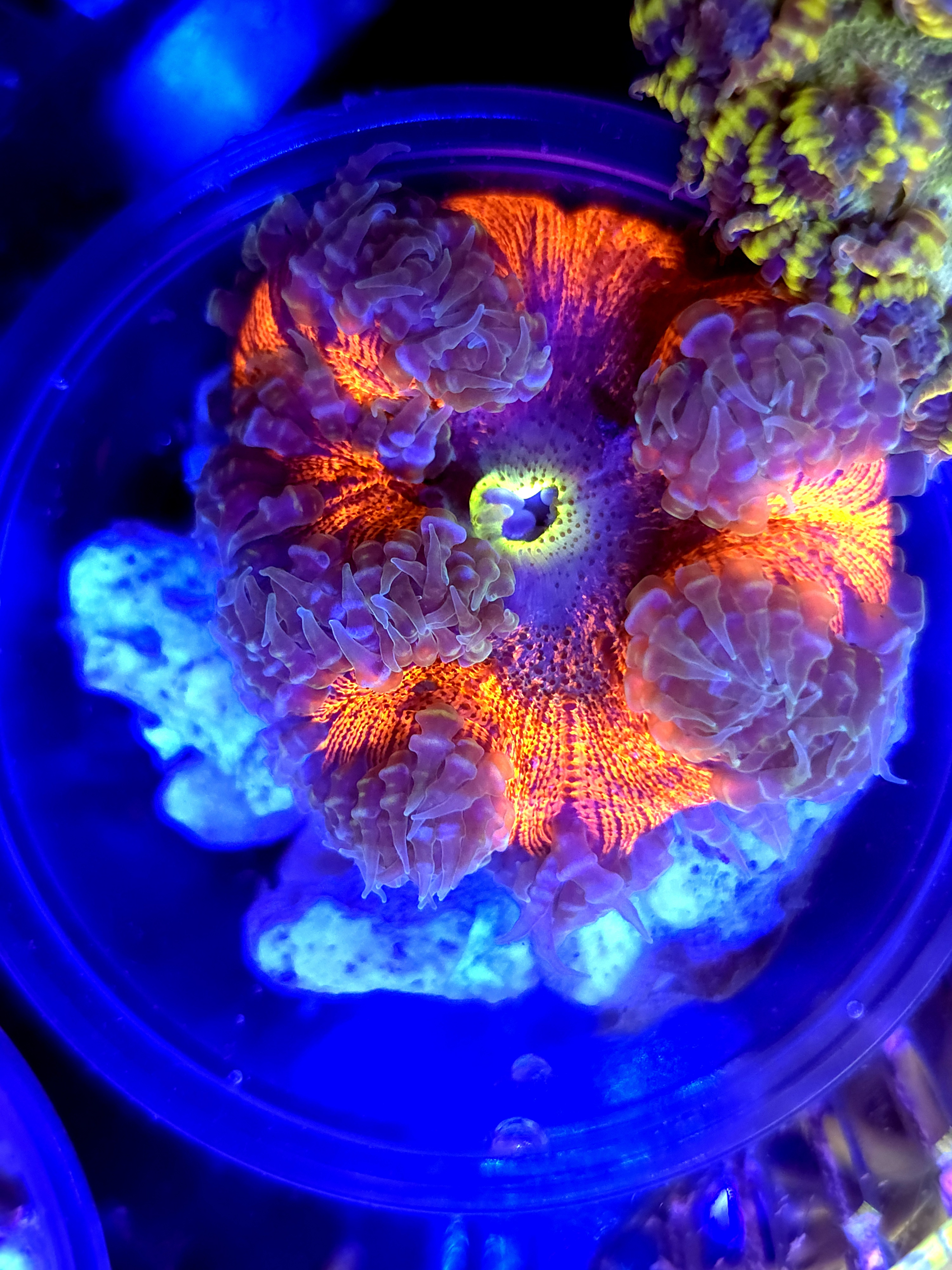 SBB Red Center Rock flower