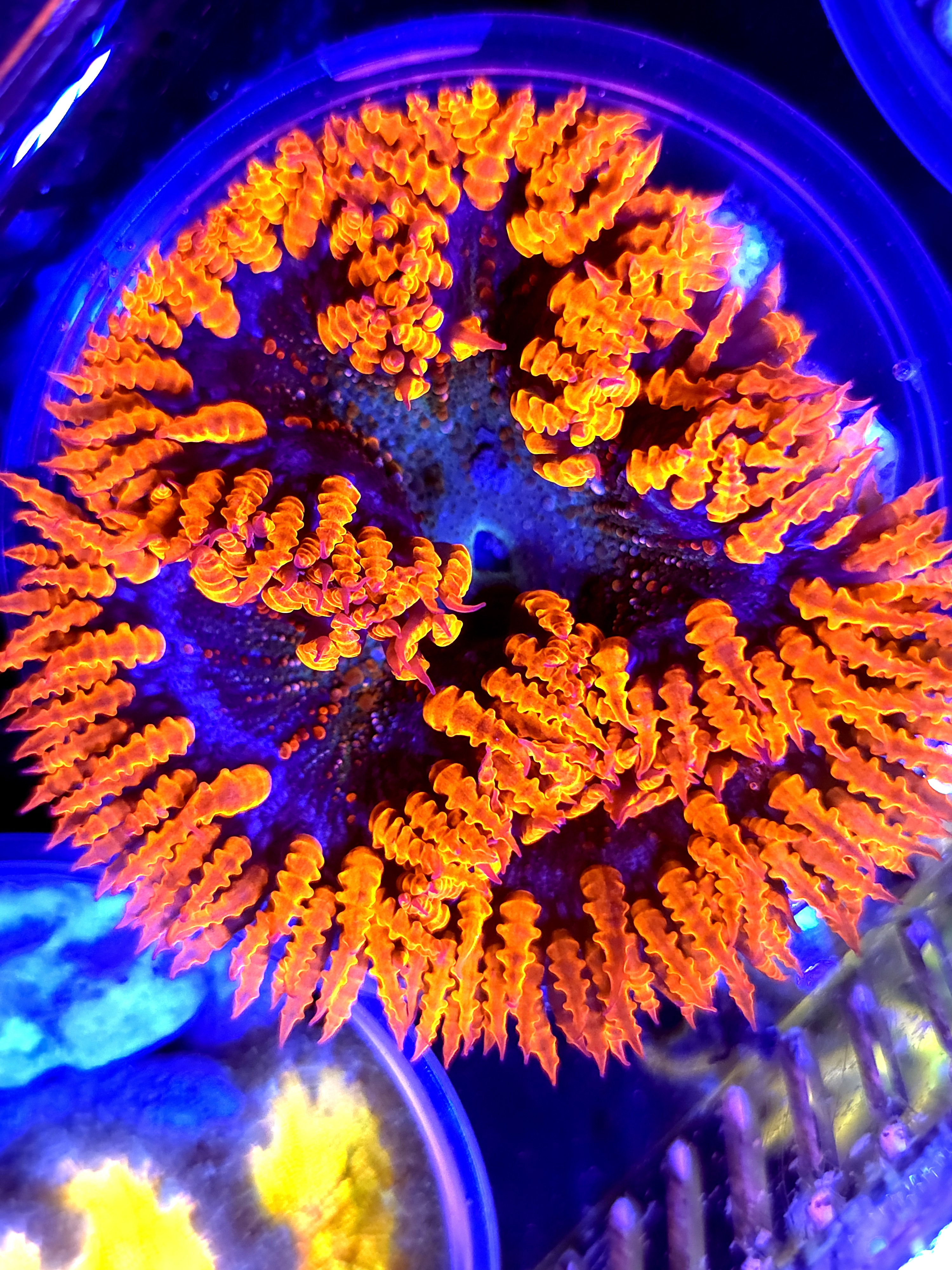 SBB " Red Skirt" Rock Flower