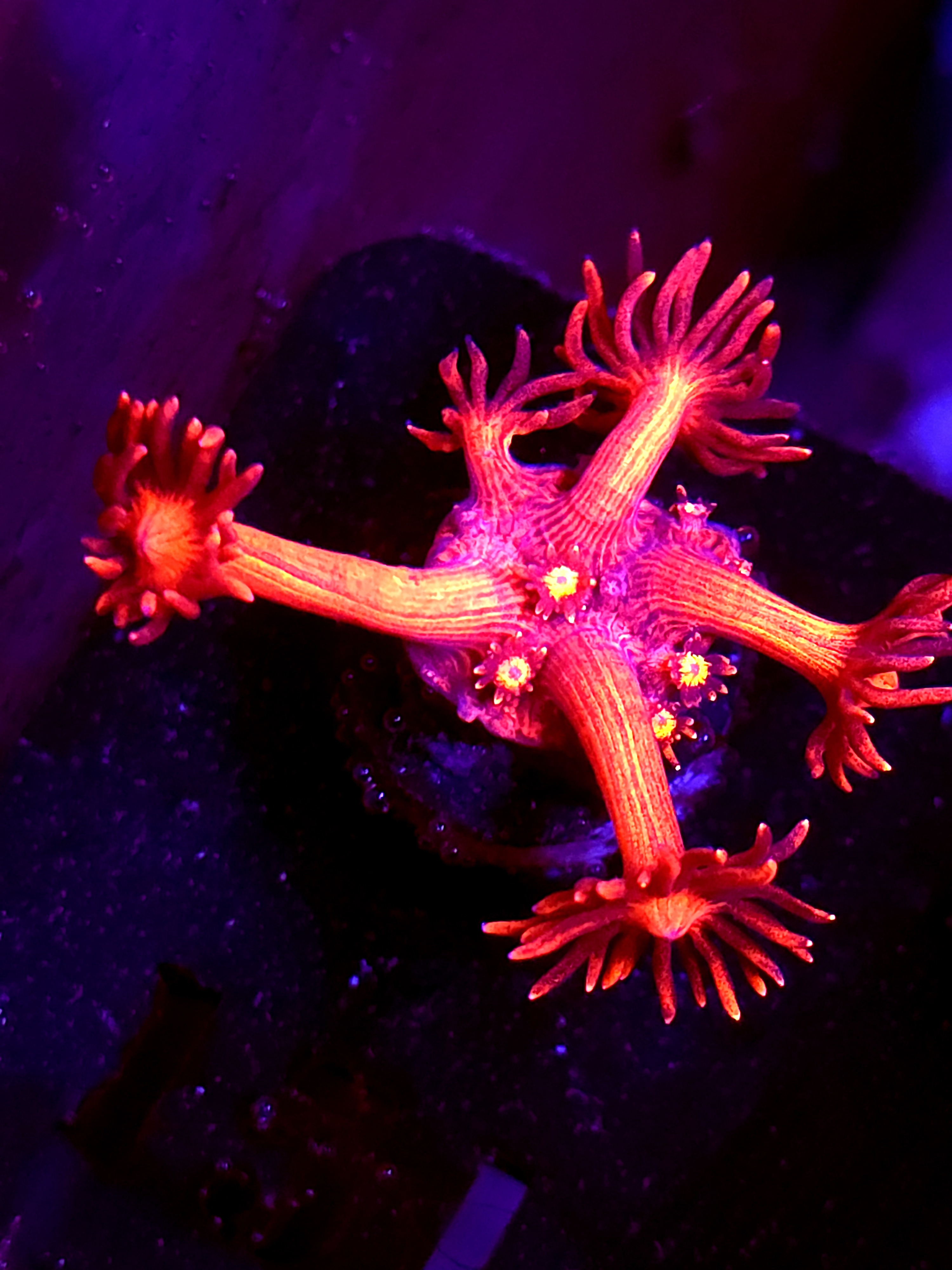 SBB "Red Dragon" Goni Medium