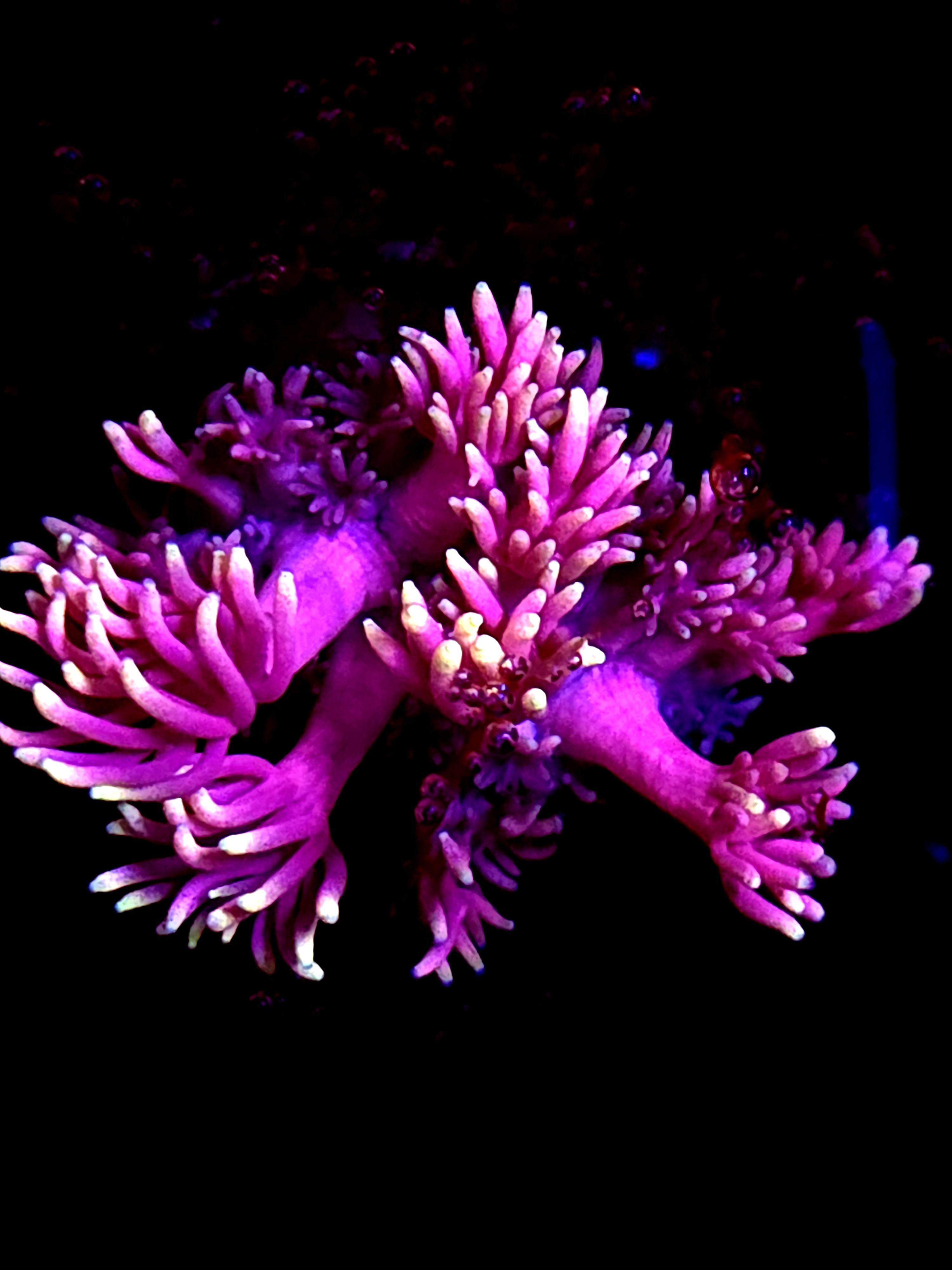 SBB "Mystery Signature" Goni Small