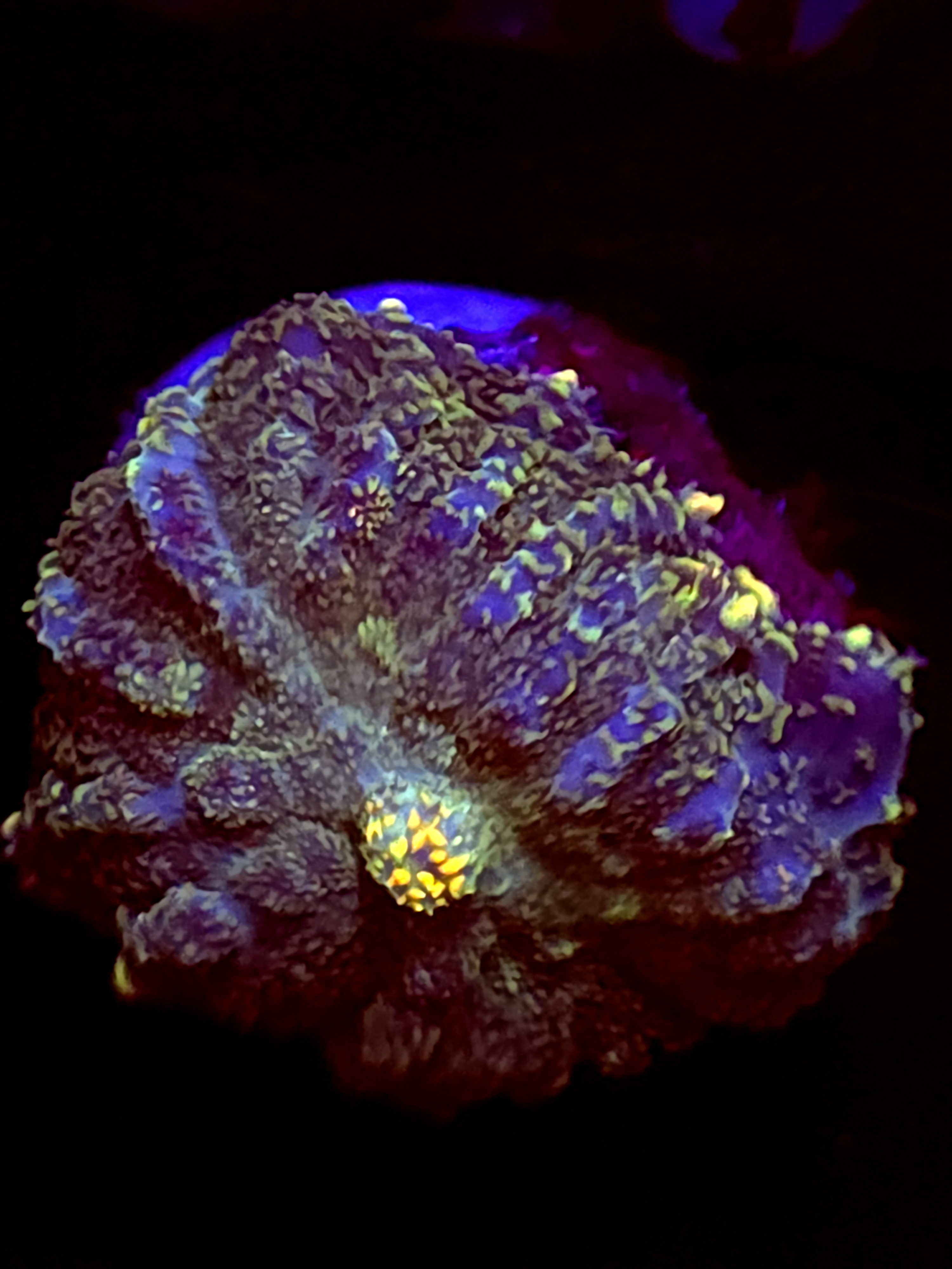 SBB "Opal Burst" Mushroom Medium