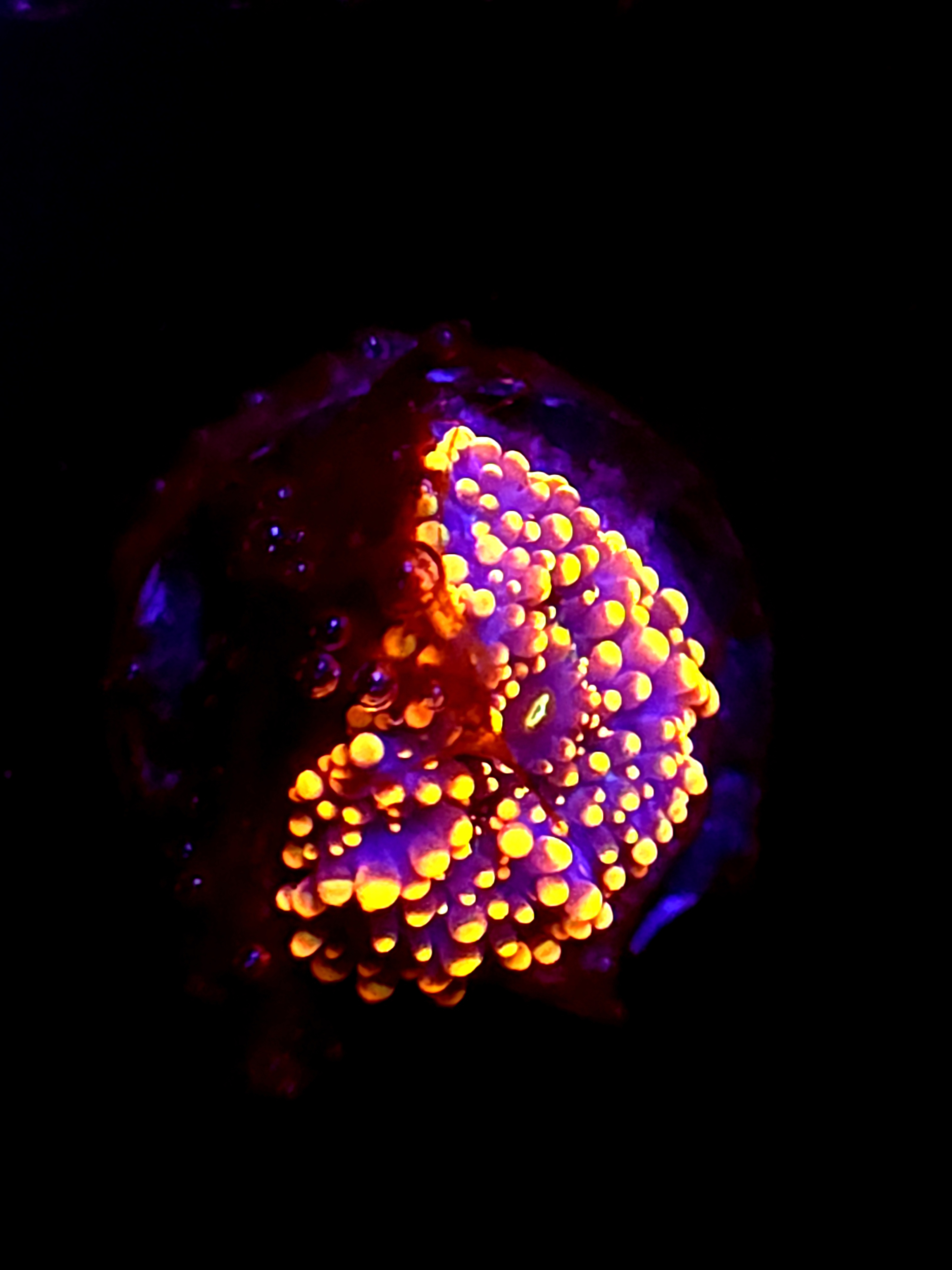 SBB "King Kong" Mushroom Small