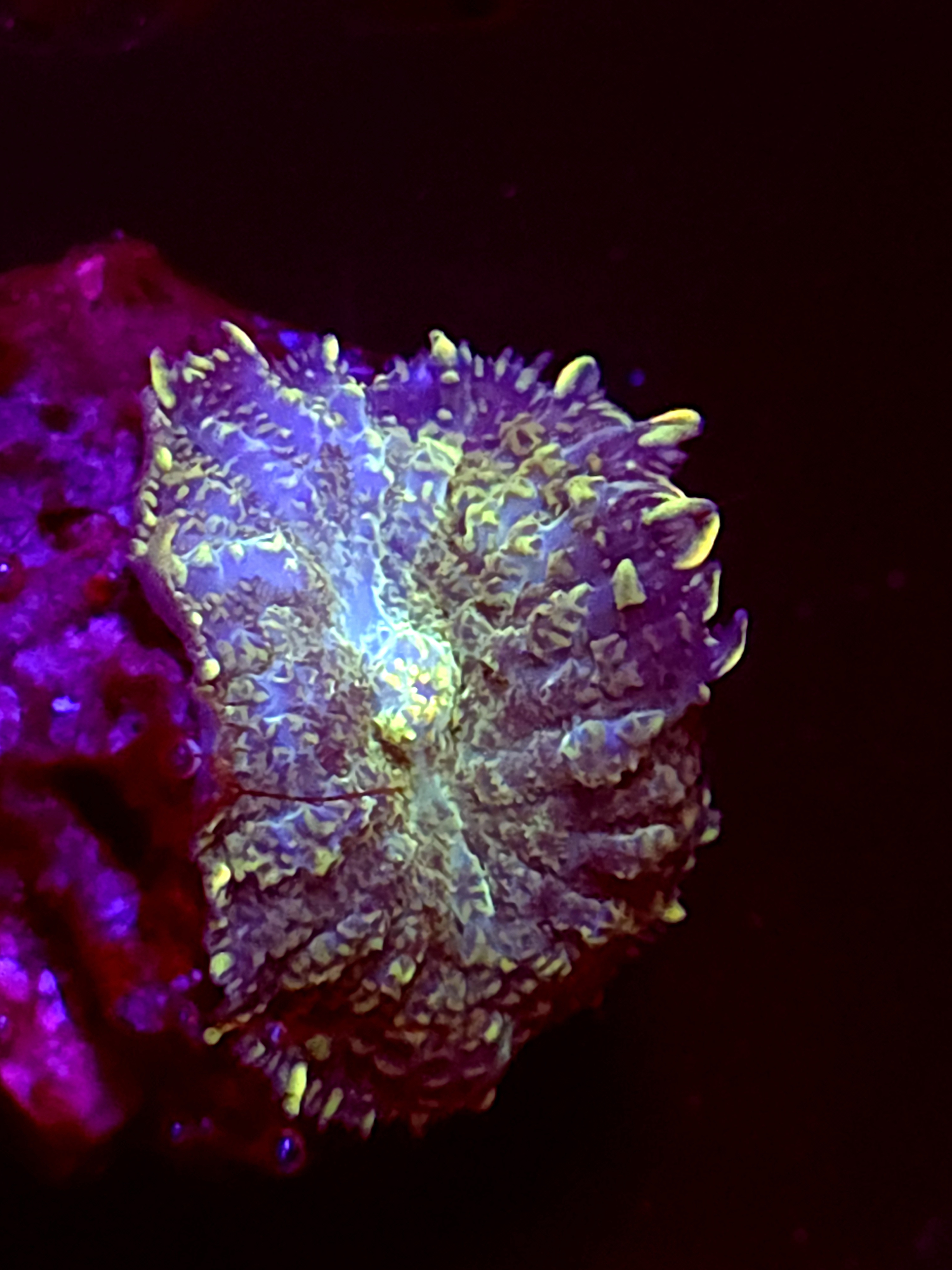 SBB "Opal Burst" Mushroom Medium