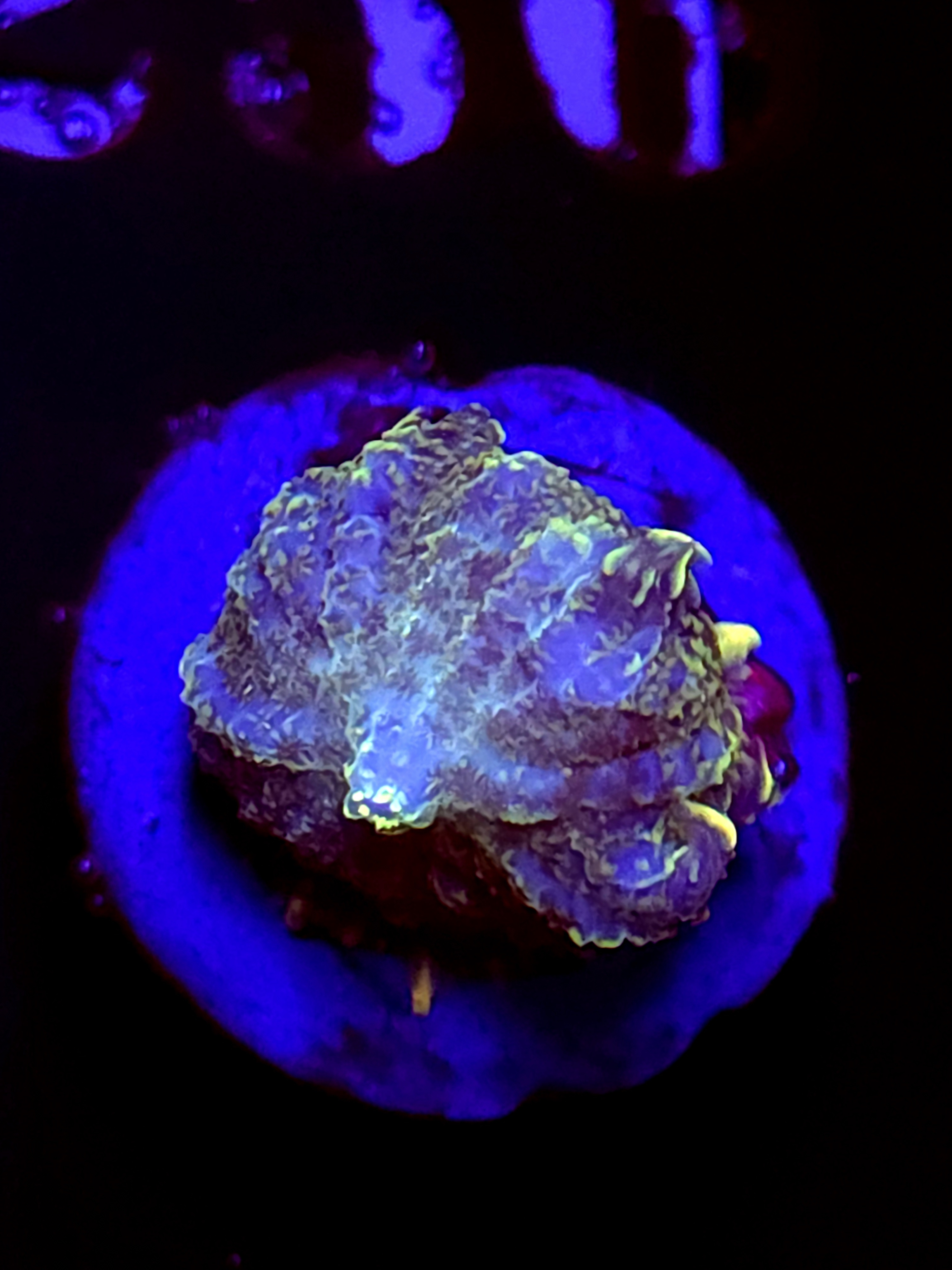 SBB "Opal Burst" Mushroom Small