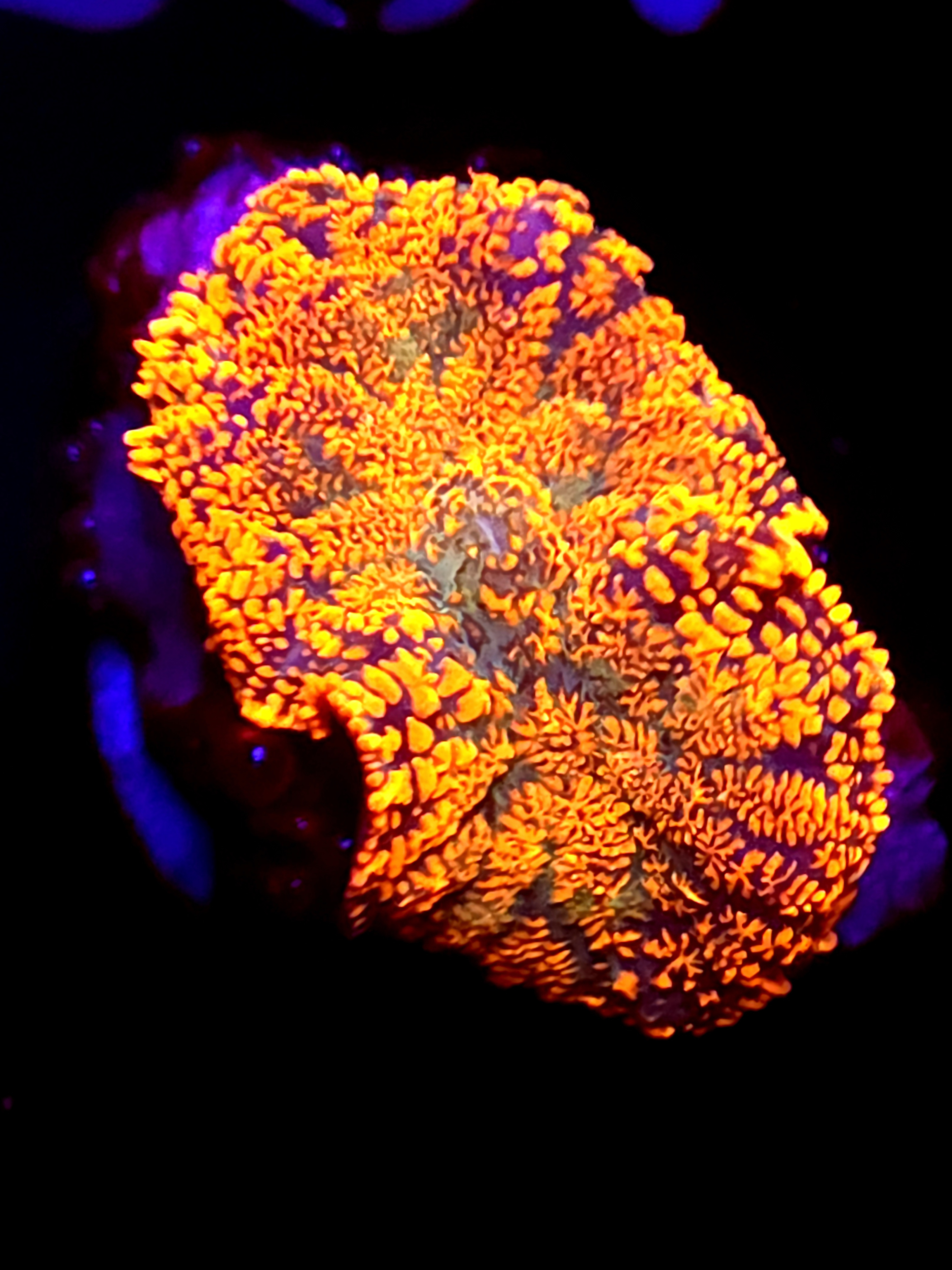 SBB "Orange Burst" Mushroom Small