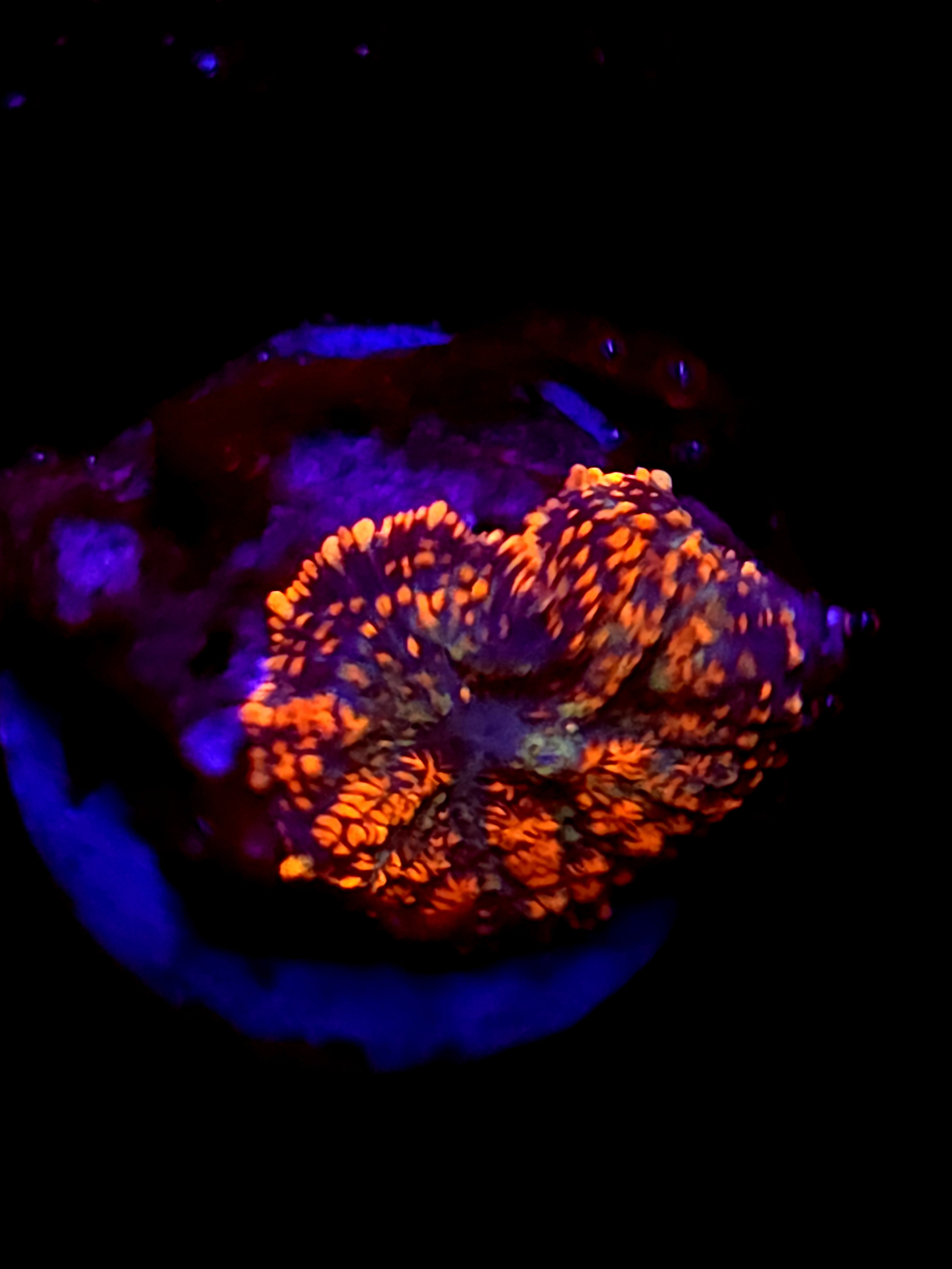 SBB "Orange Burst" Mushroom Small