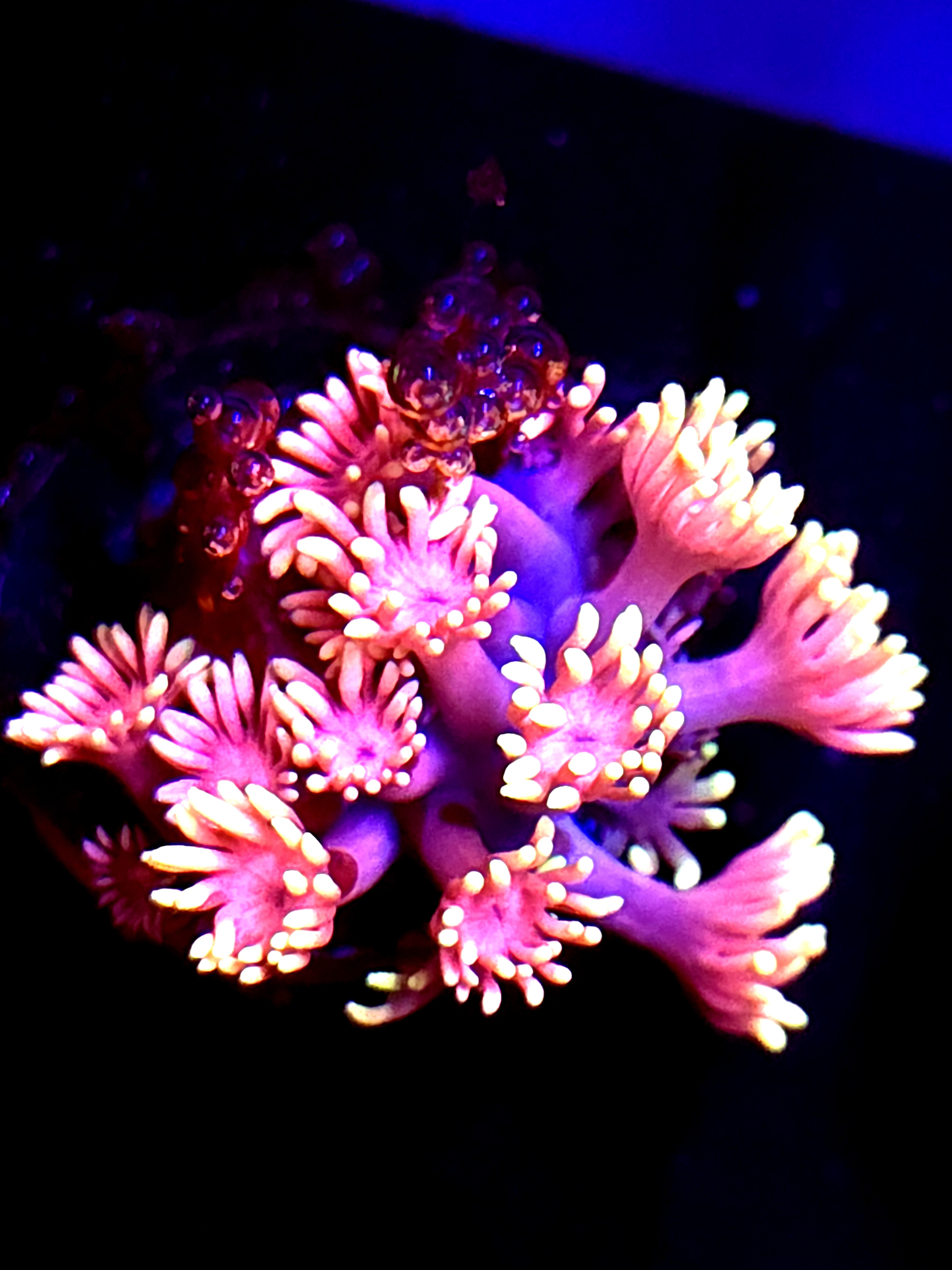 SBB "Kaos Nector" Goni Small