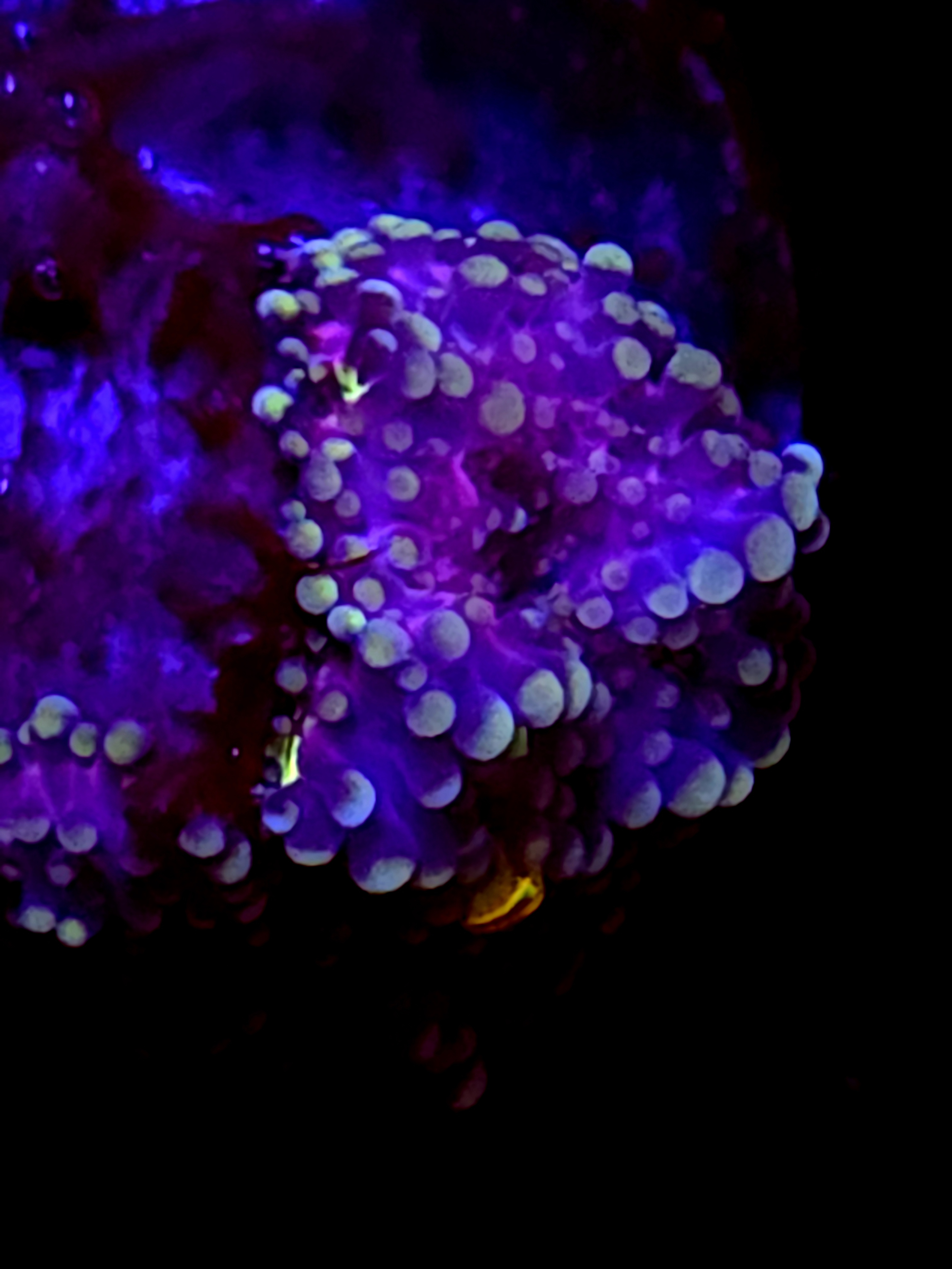 SBB "Midnight" Mushroom Small