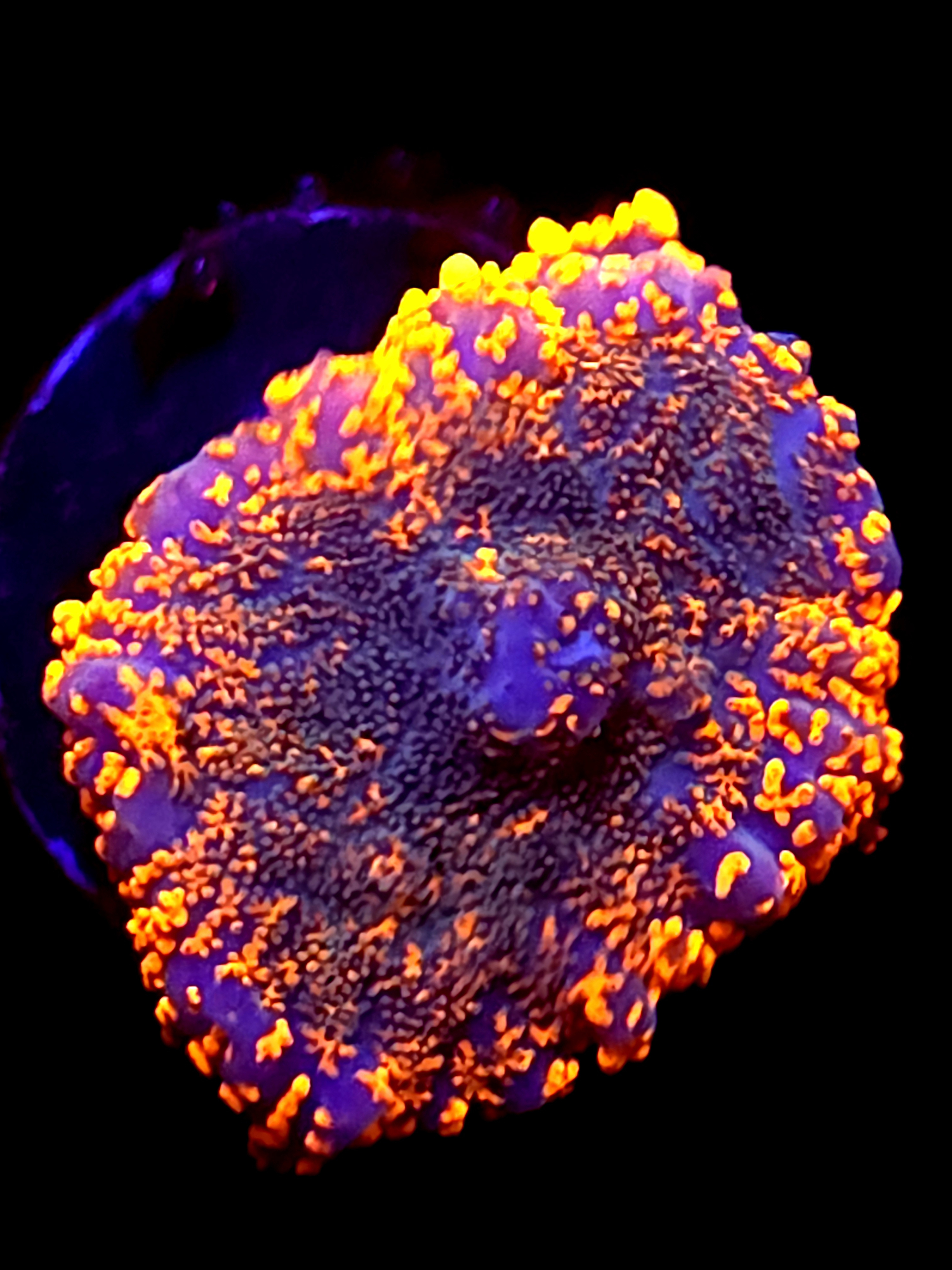 SBB "Mystery Signature" Mushroom Small