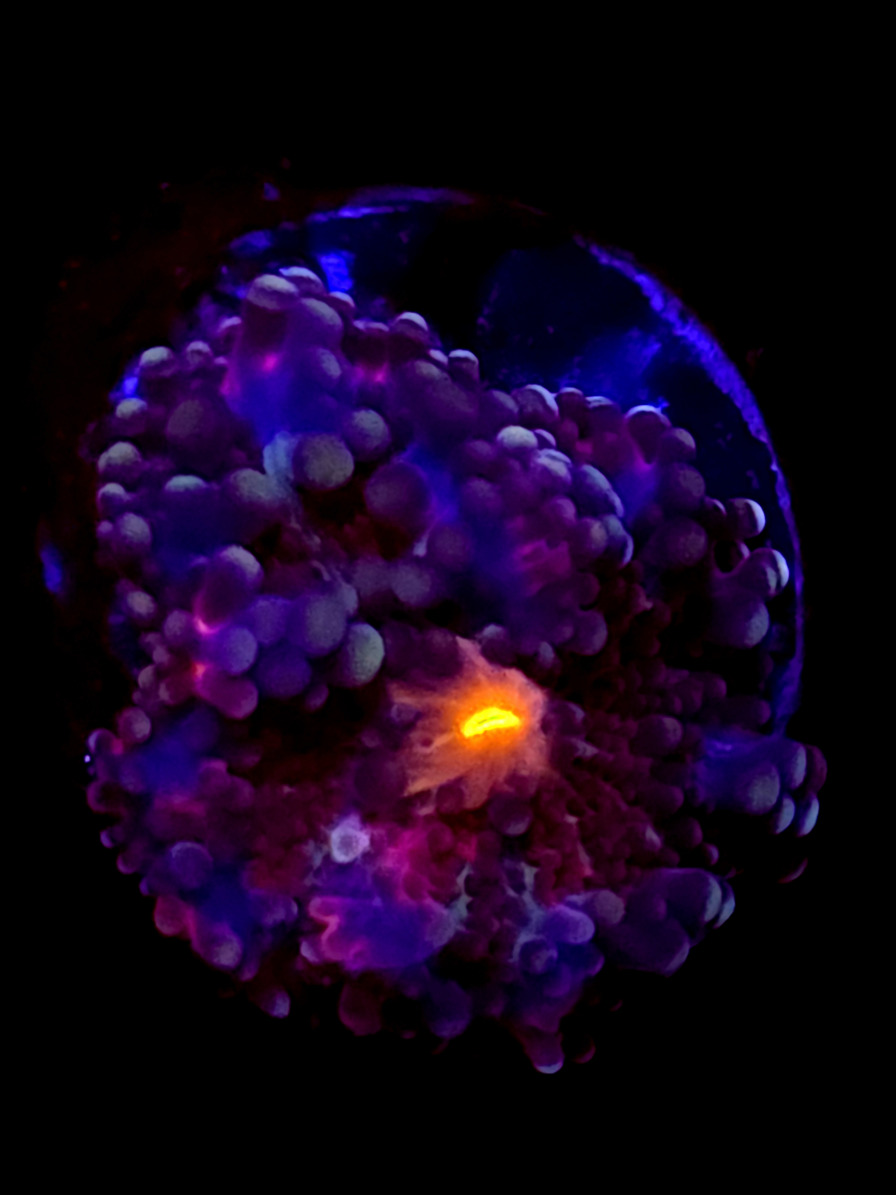 SBB "Purple Teddy" Mushroom Small