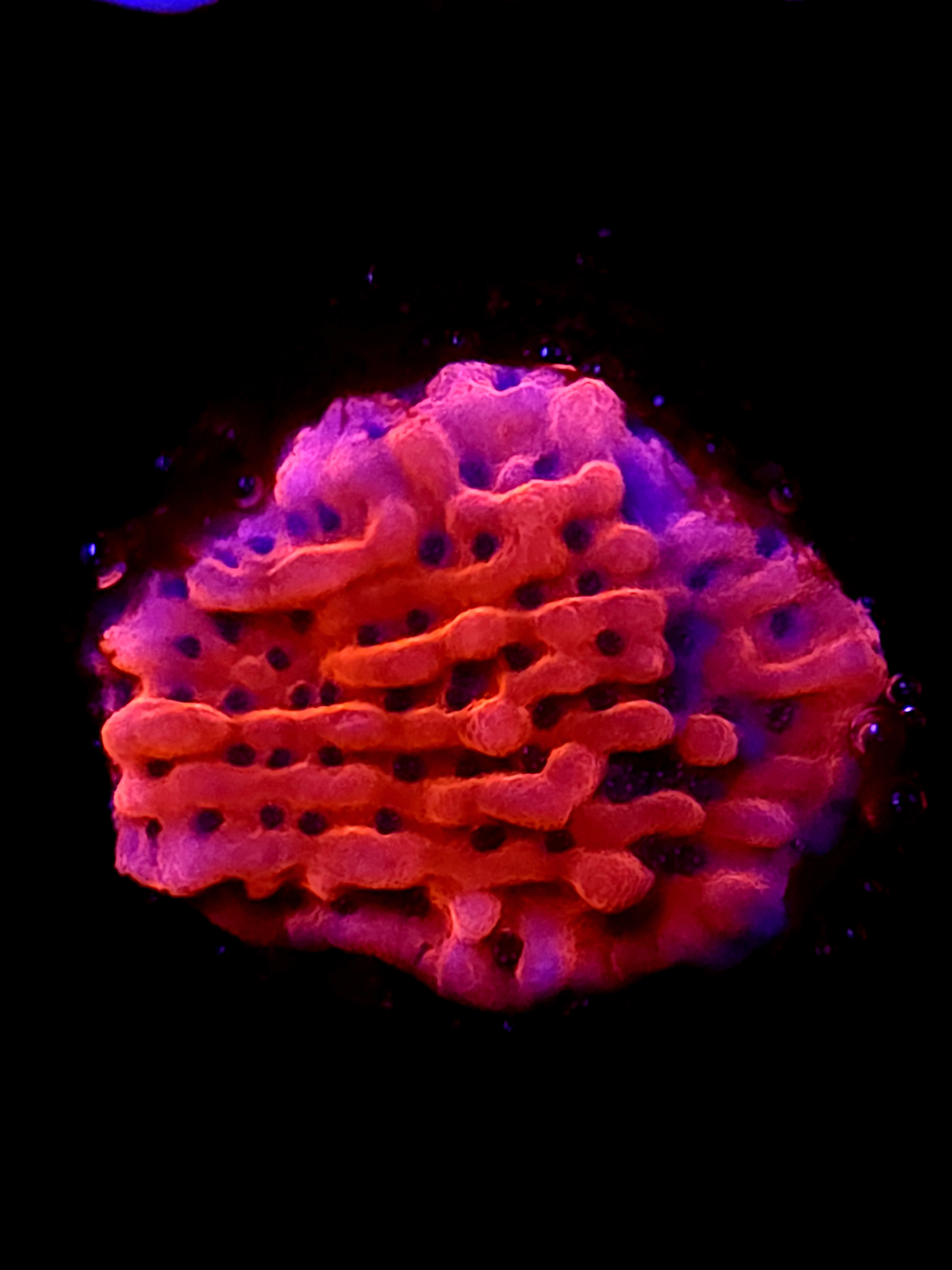 SBB "Cherry Tree" Monti Small