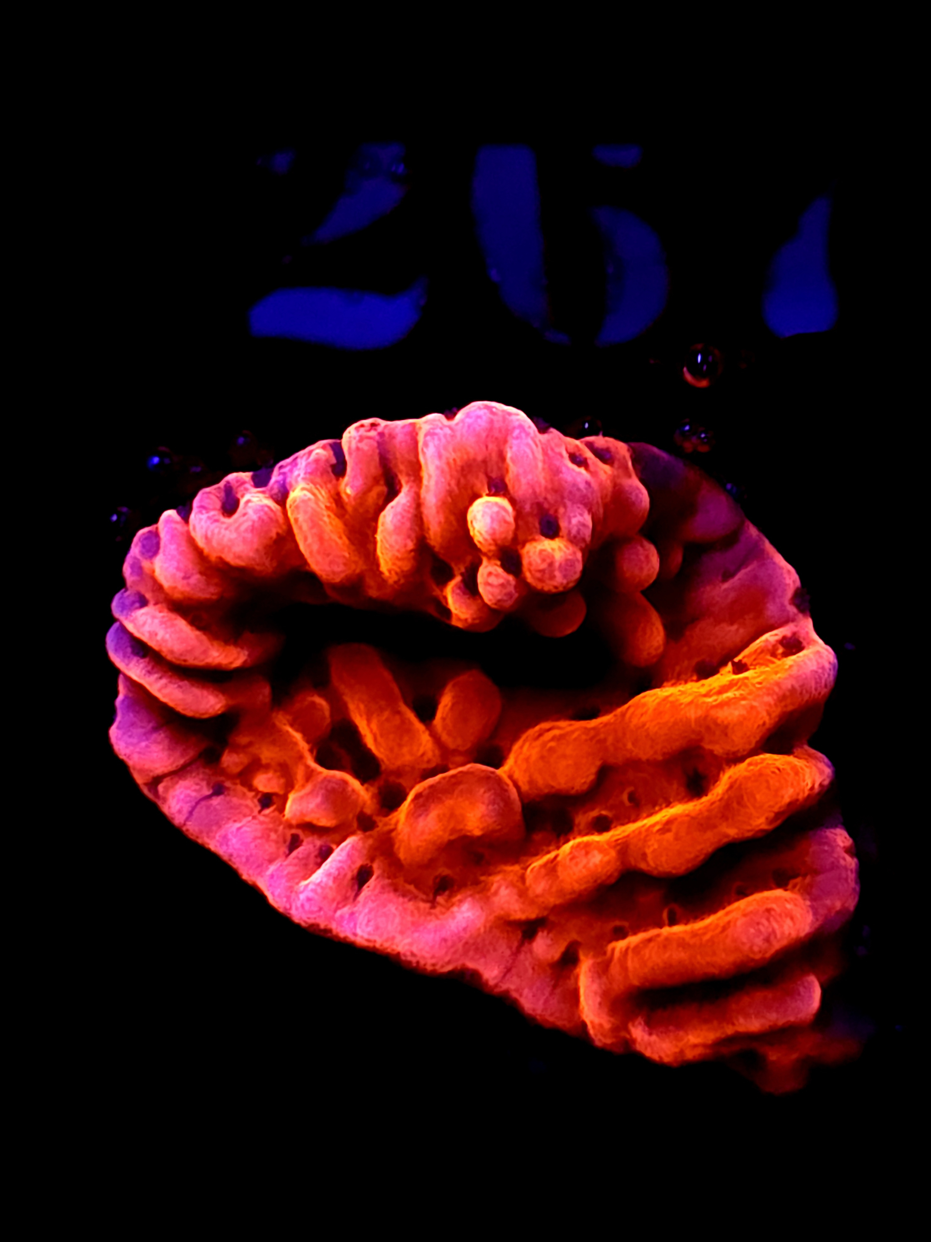 SBB "Cherry Tree" Monti Medium