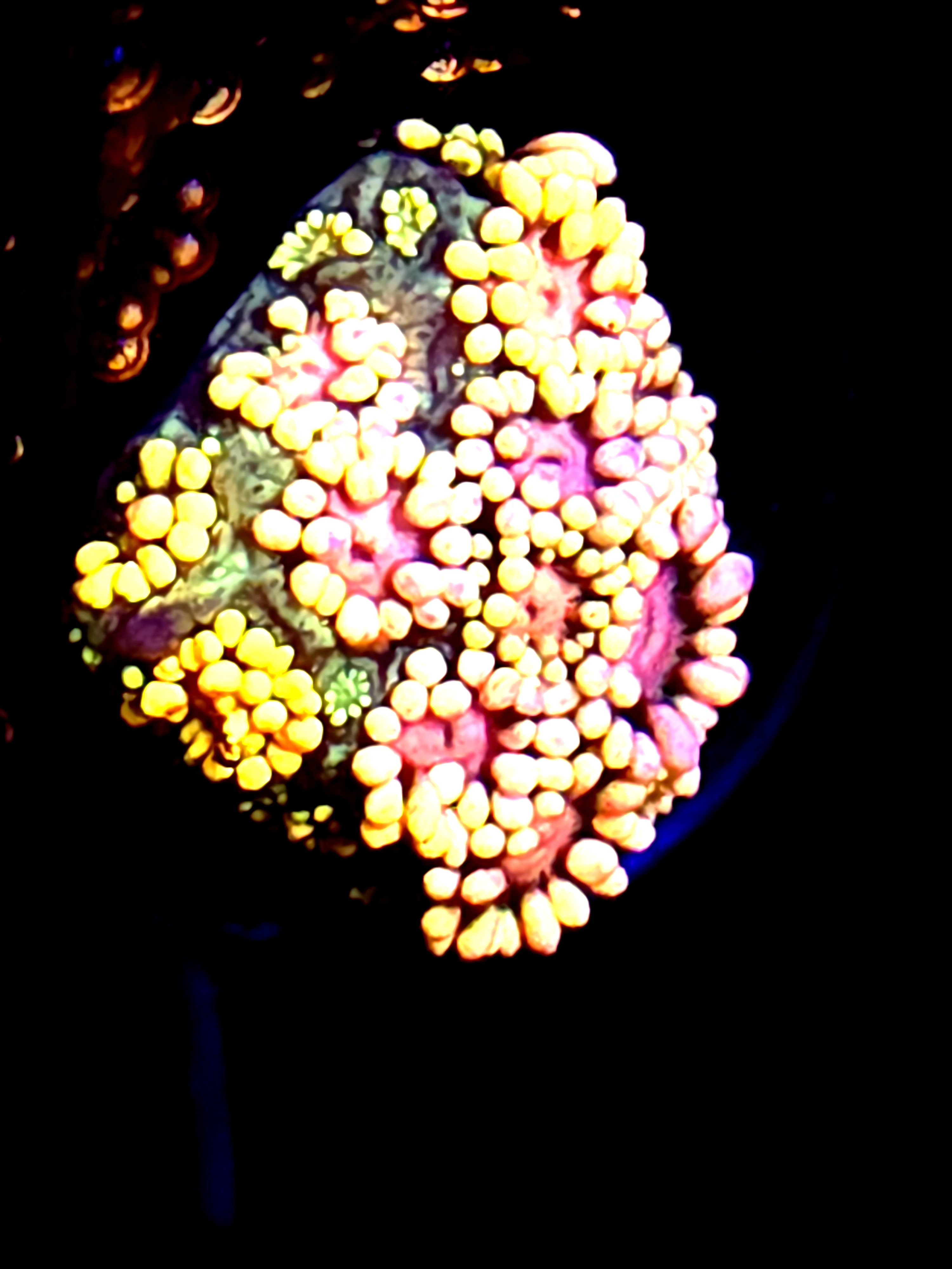 SBB "Snuggle Buggle" Goni Small