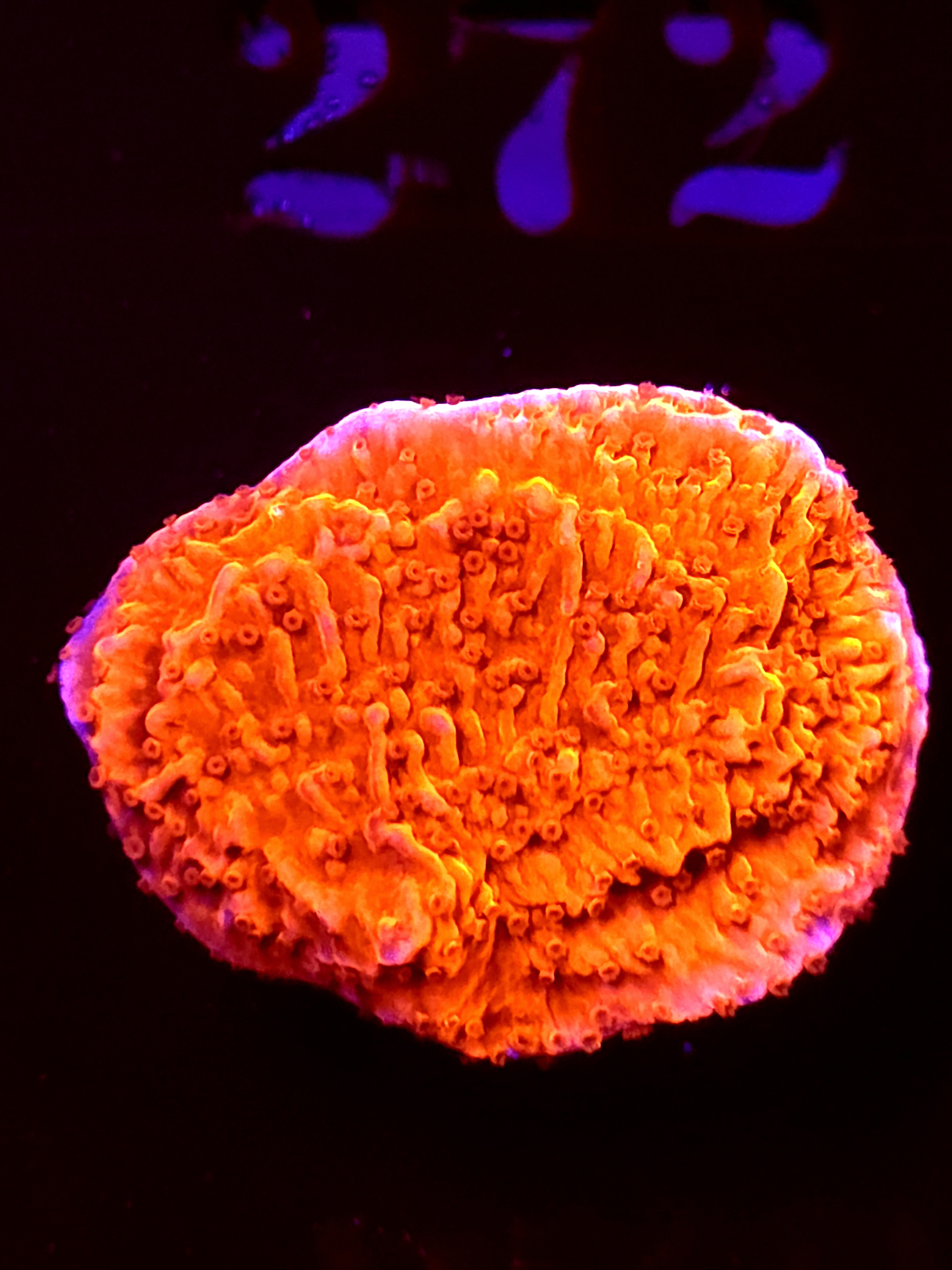 SBB "Mystery Signature" Monti Medium