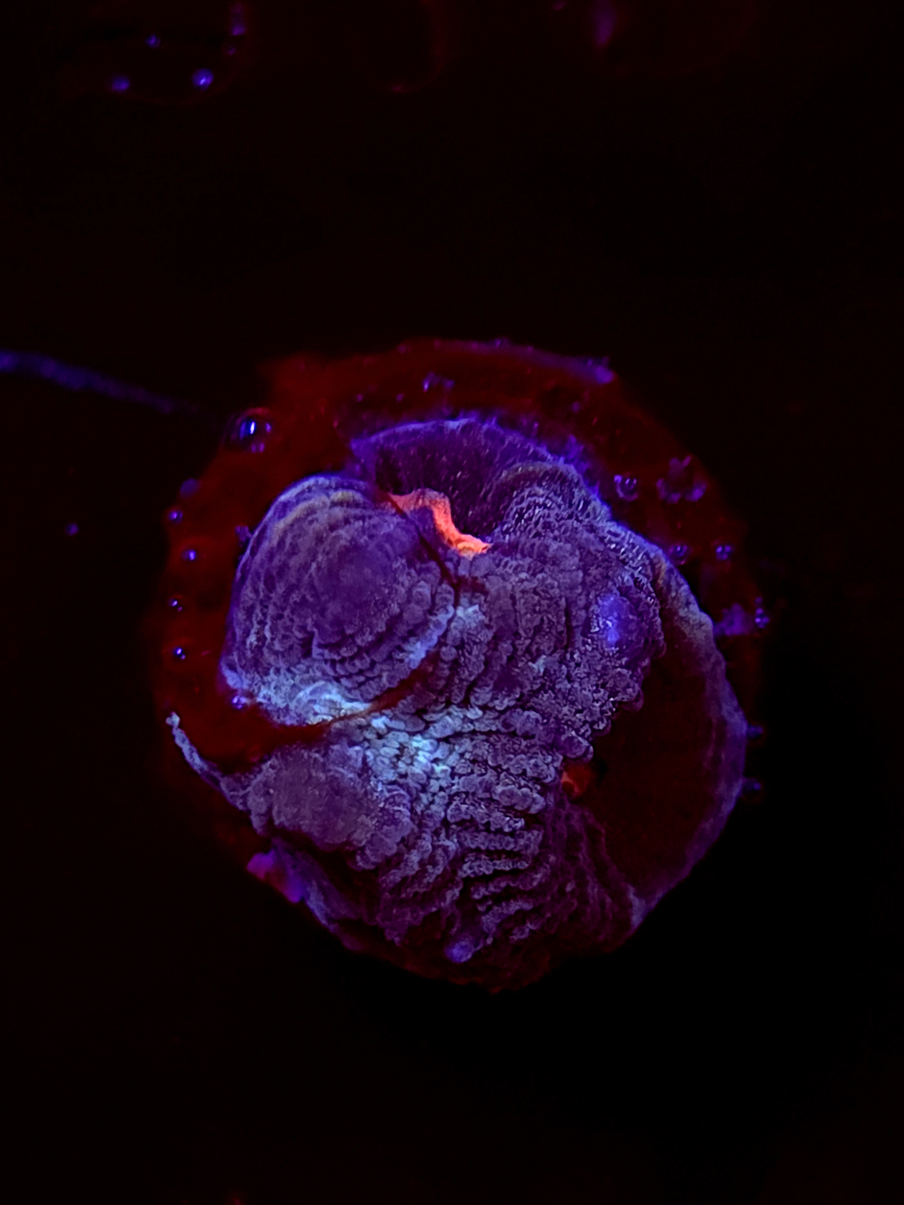 SBB "Death Race" Encruster Small