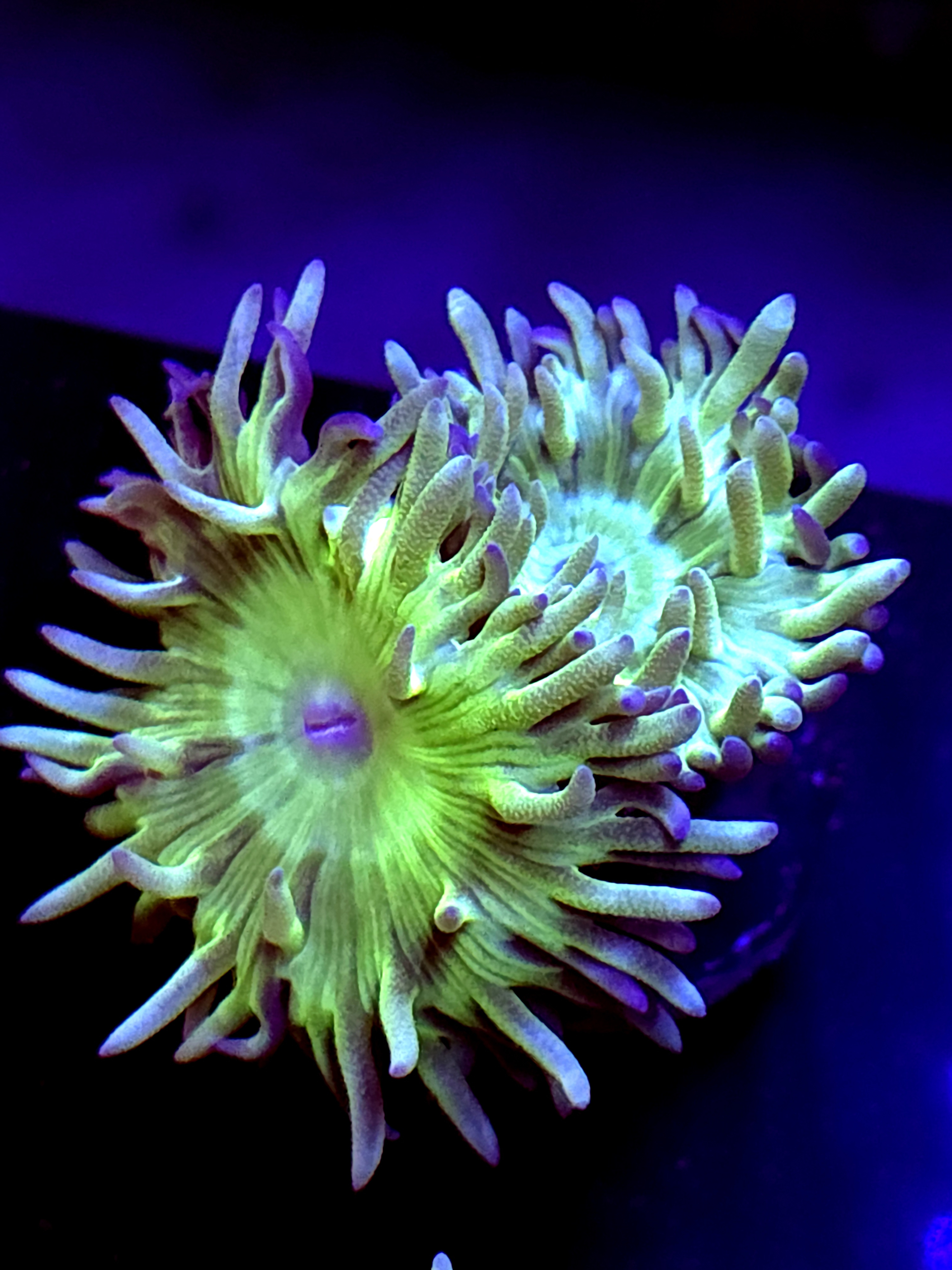 SBB "Duncan Coral" 1 Head