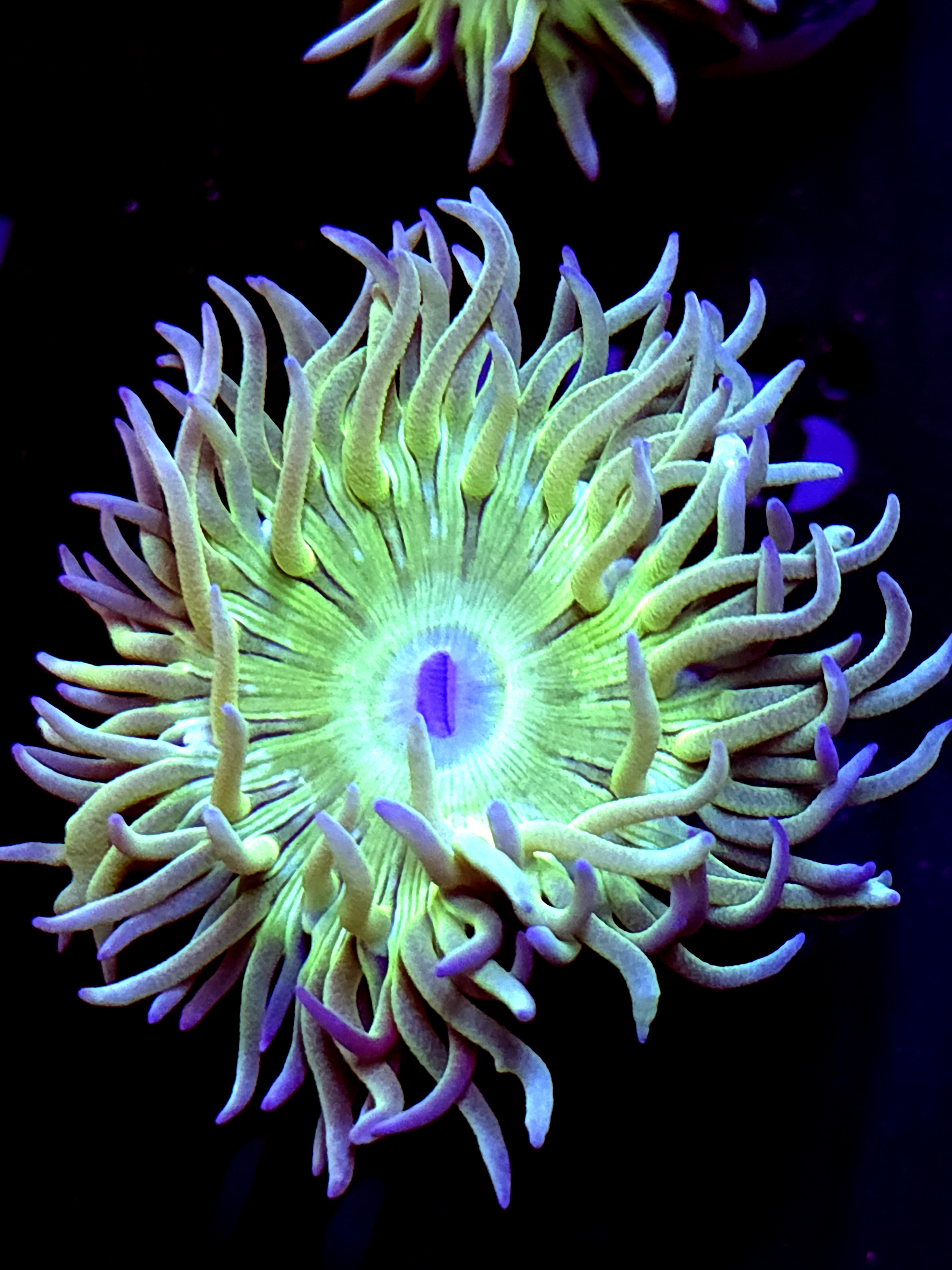 SBB "Duncan Coral" 1 Head