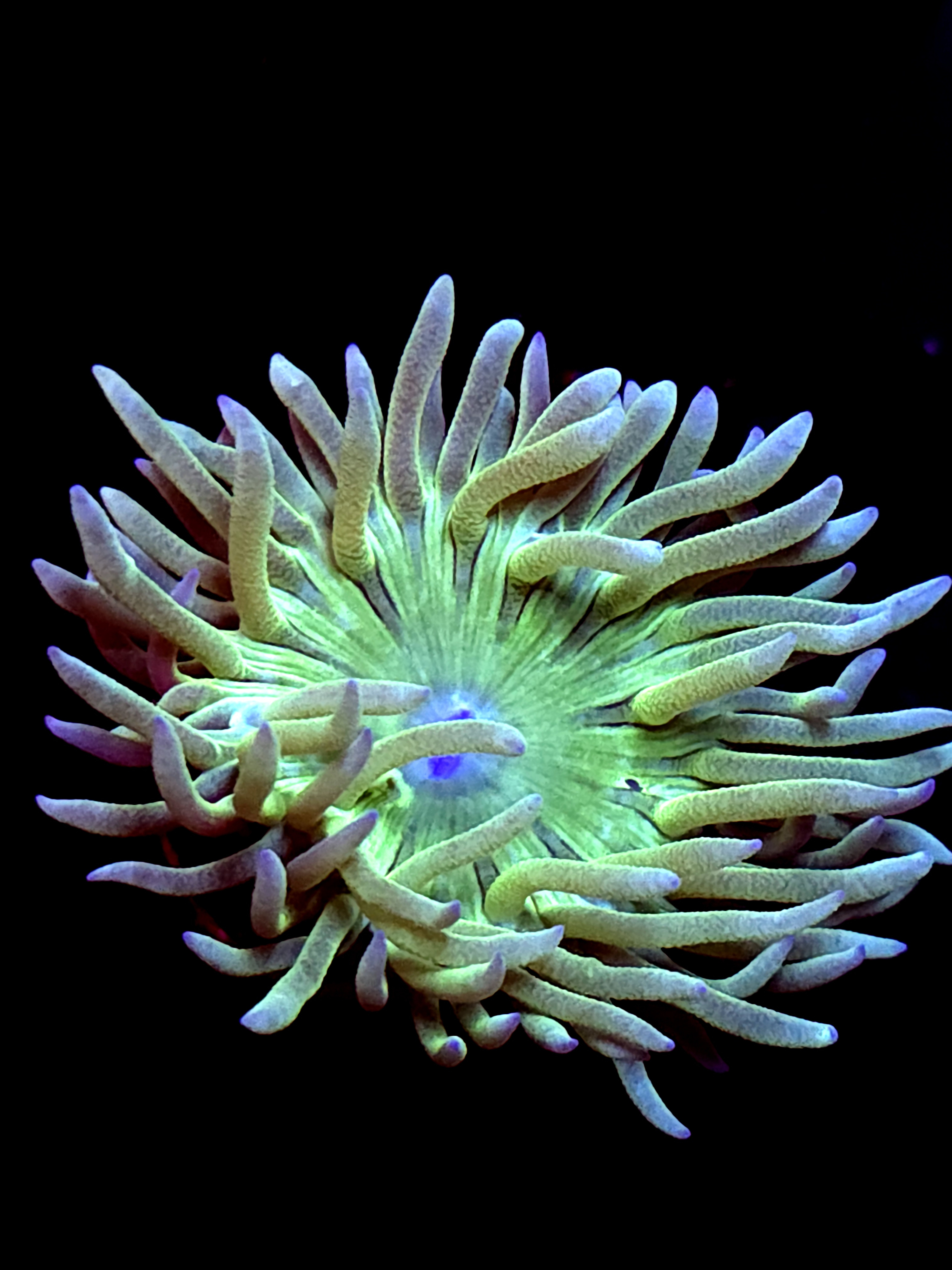 SBB "Duncan Coral" 1 Head