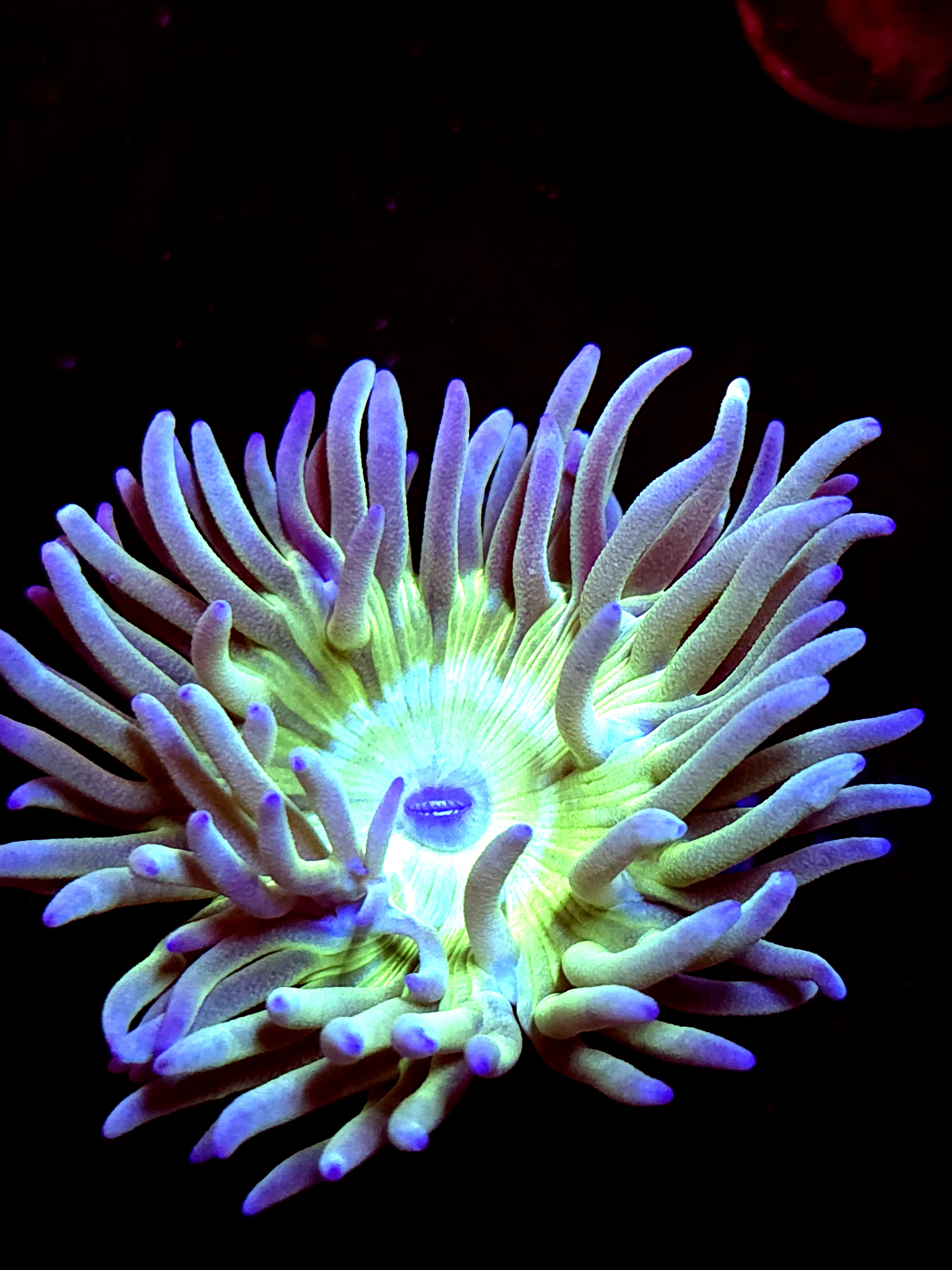 SBB "Duncan Coral" 1 Head