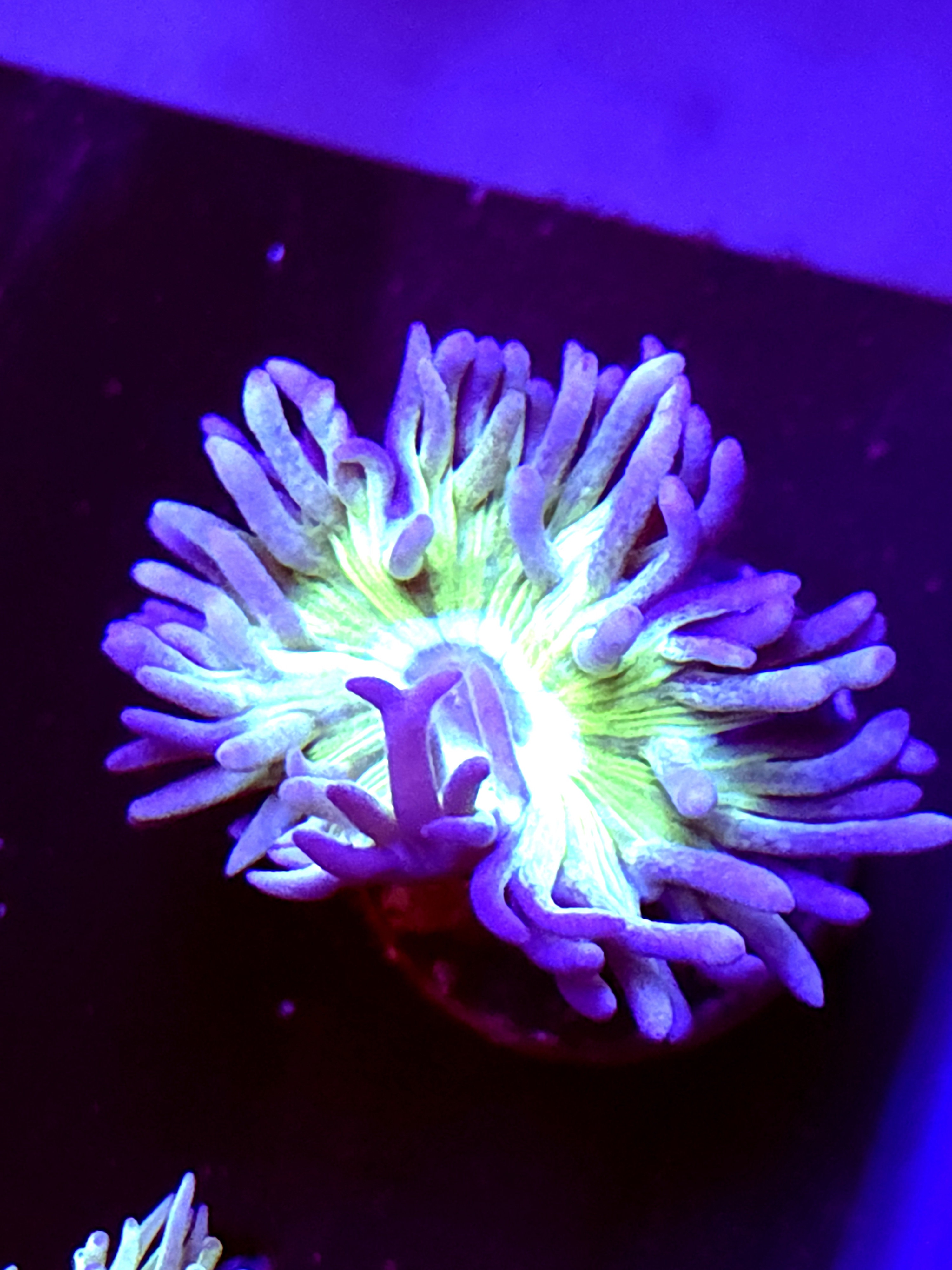 SBB "Duncan Coral" 1 Head