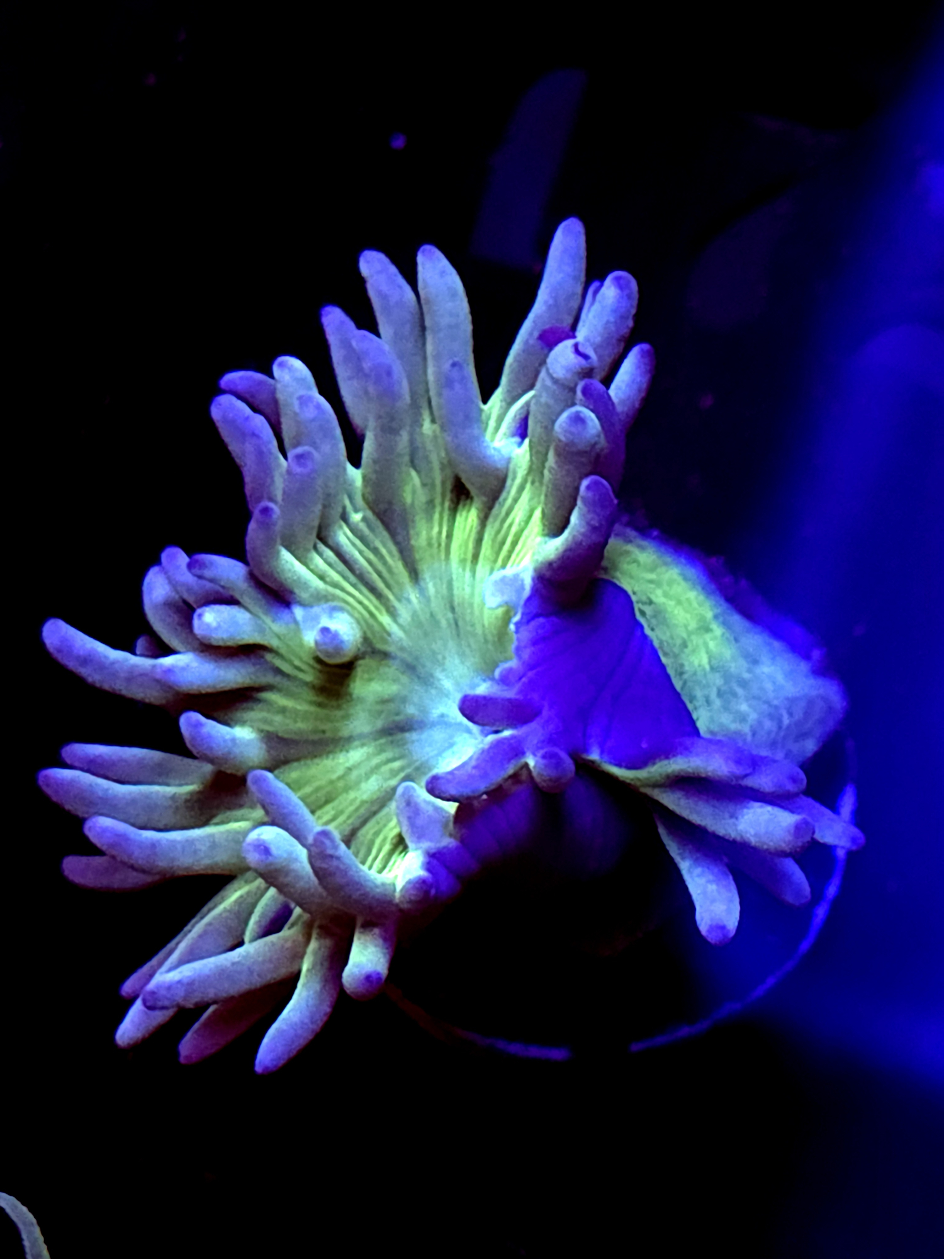 SBB "Duncan Coral" 1 Head