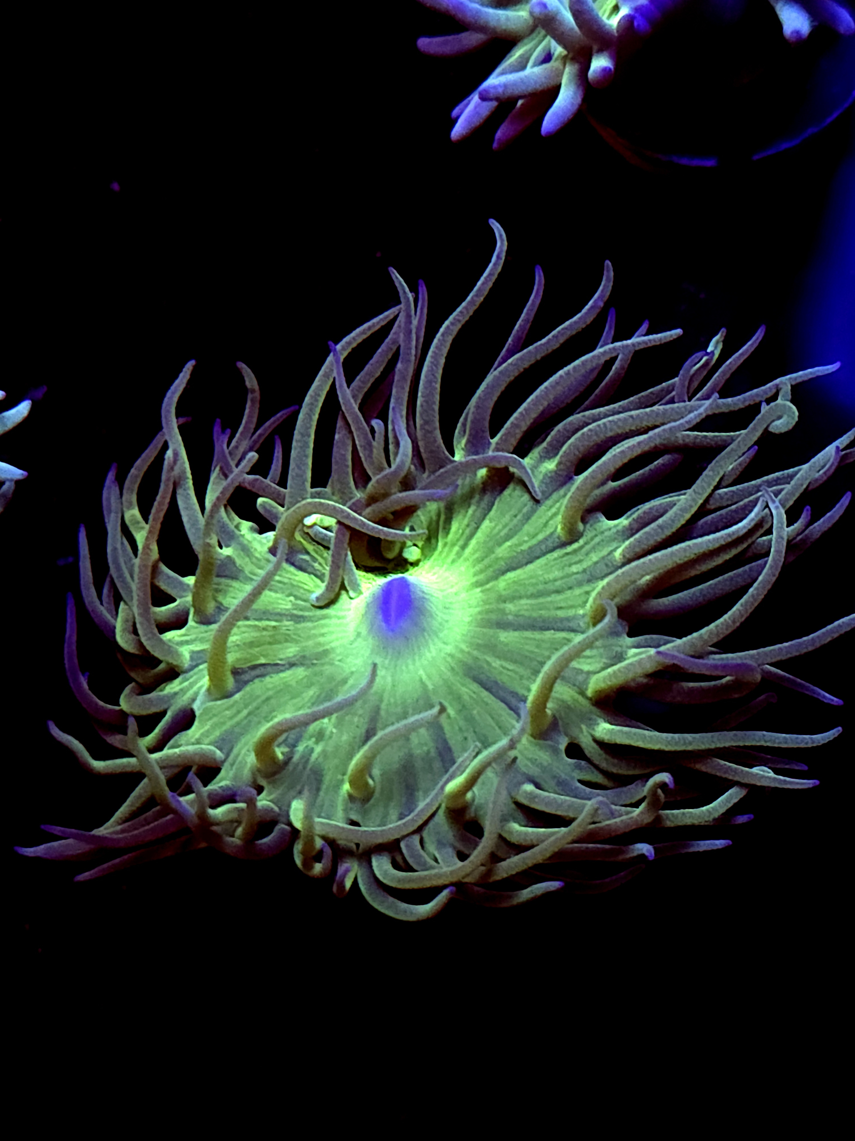 SBB "Duncan Coral" 1 Head