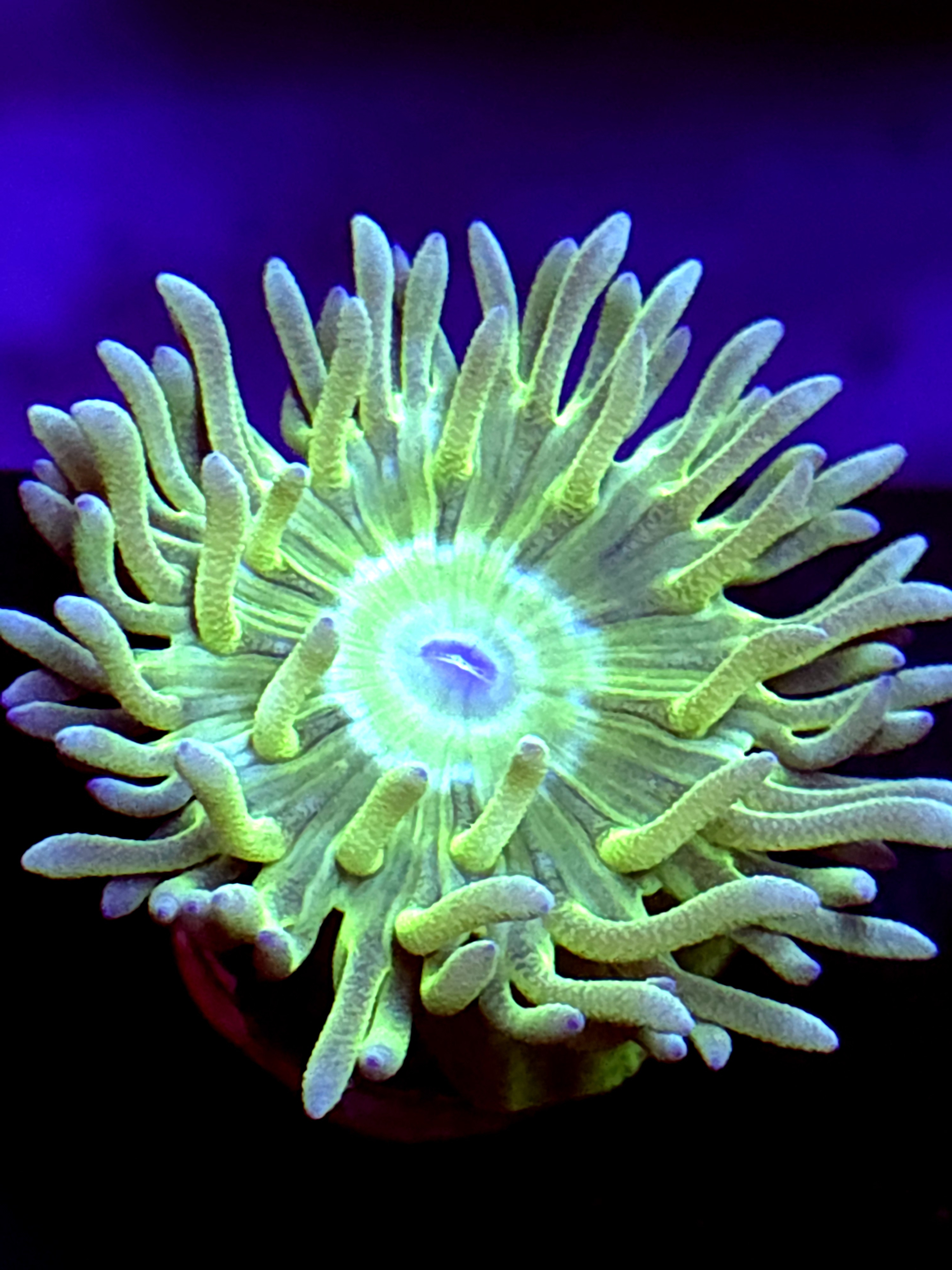 SBB "Duncan Coral" 1 Head