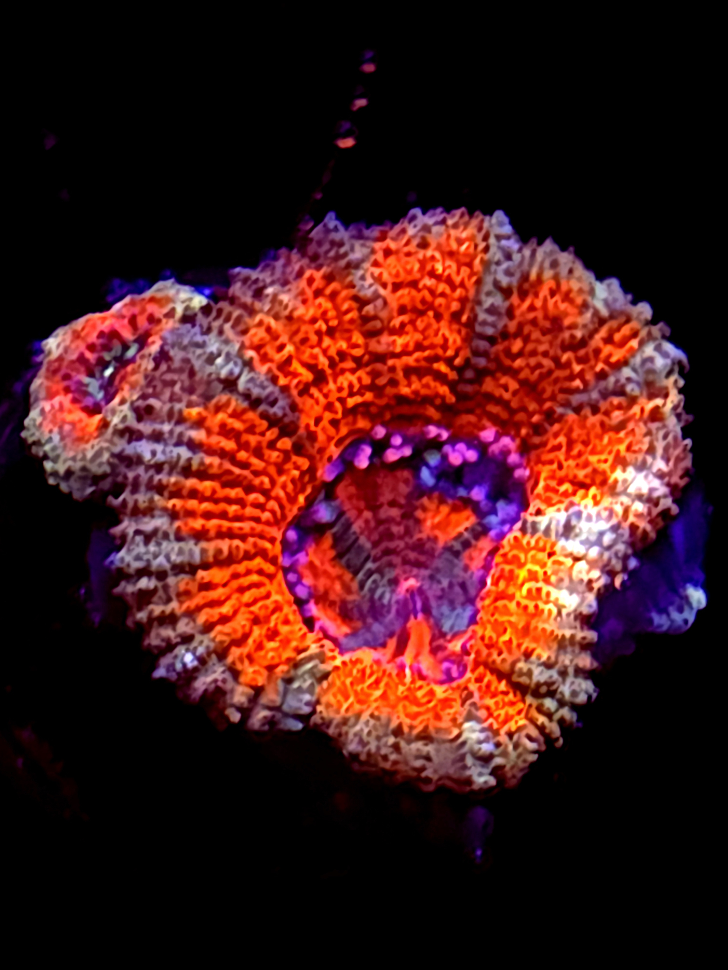 SBB "Orange Jewel" Acan 1+ Baby