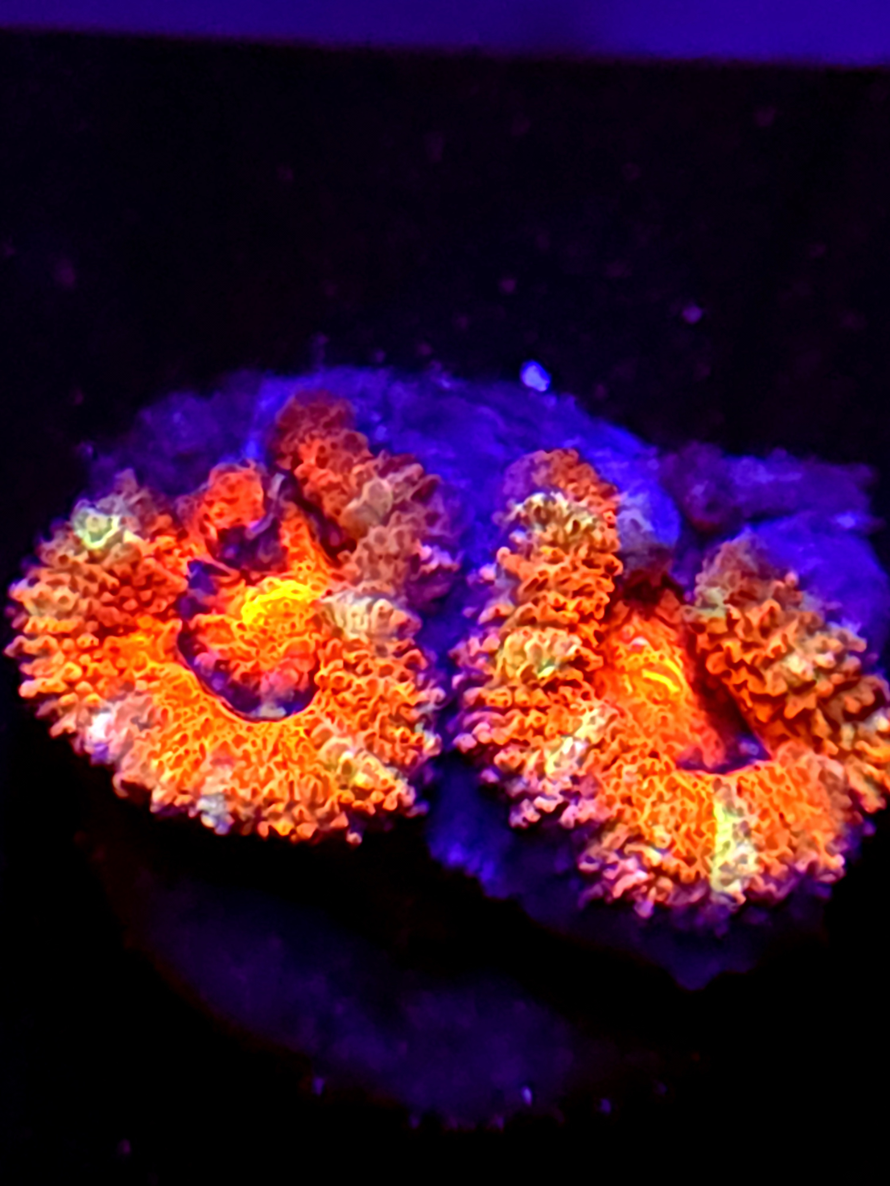 SBB "Mystery Signature" Acan 2 Heads
