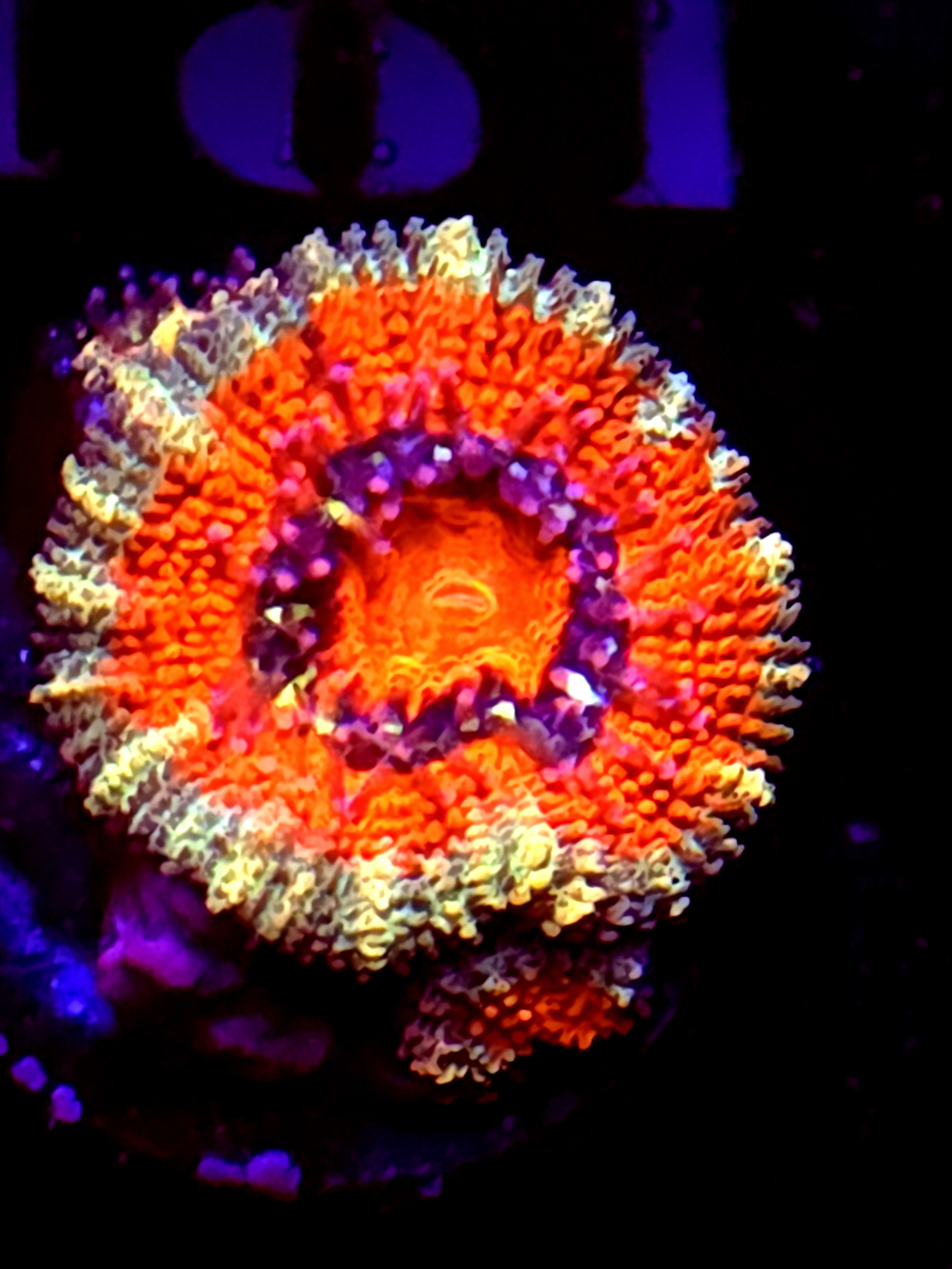 SBB "Mystery Signature" Acan 1+2 Babies