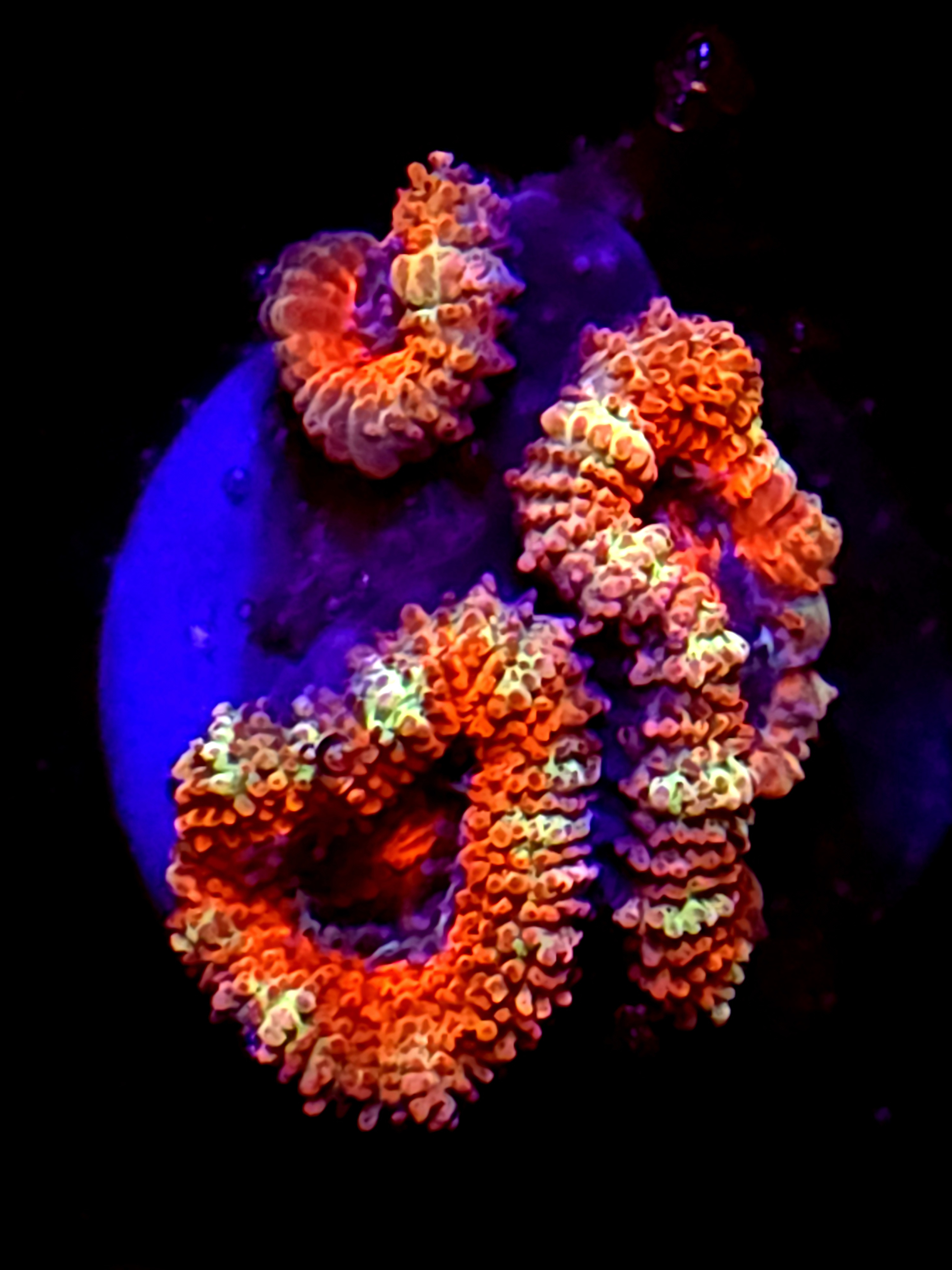 SBB "Pyro Candy" Acan 2 Heads