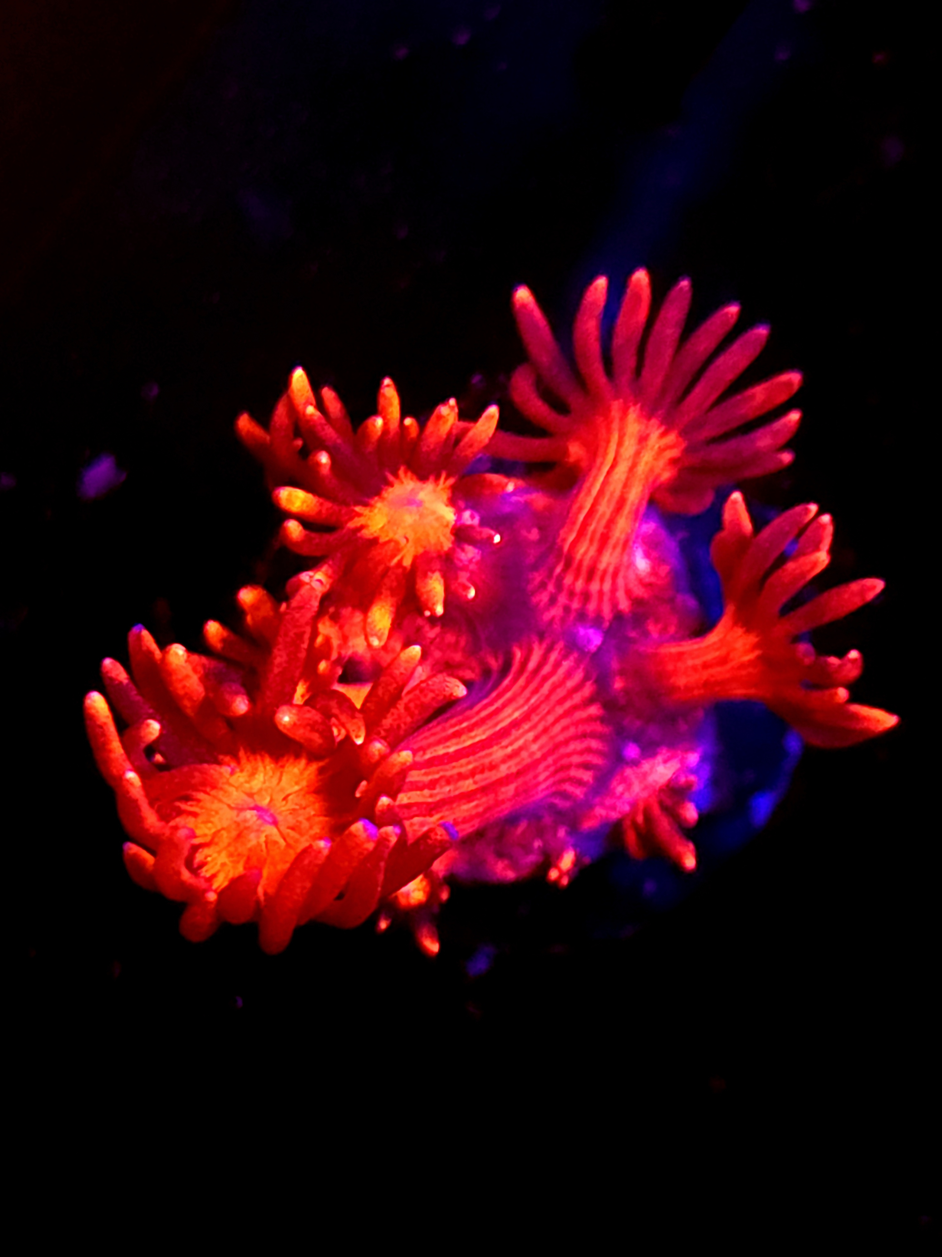 SBB "Mystery Signature" Goni Medium